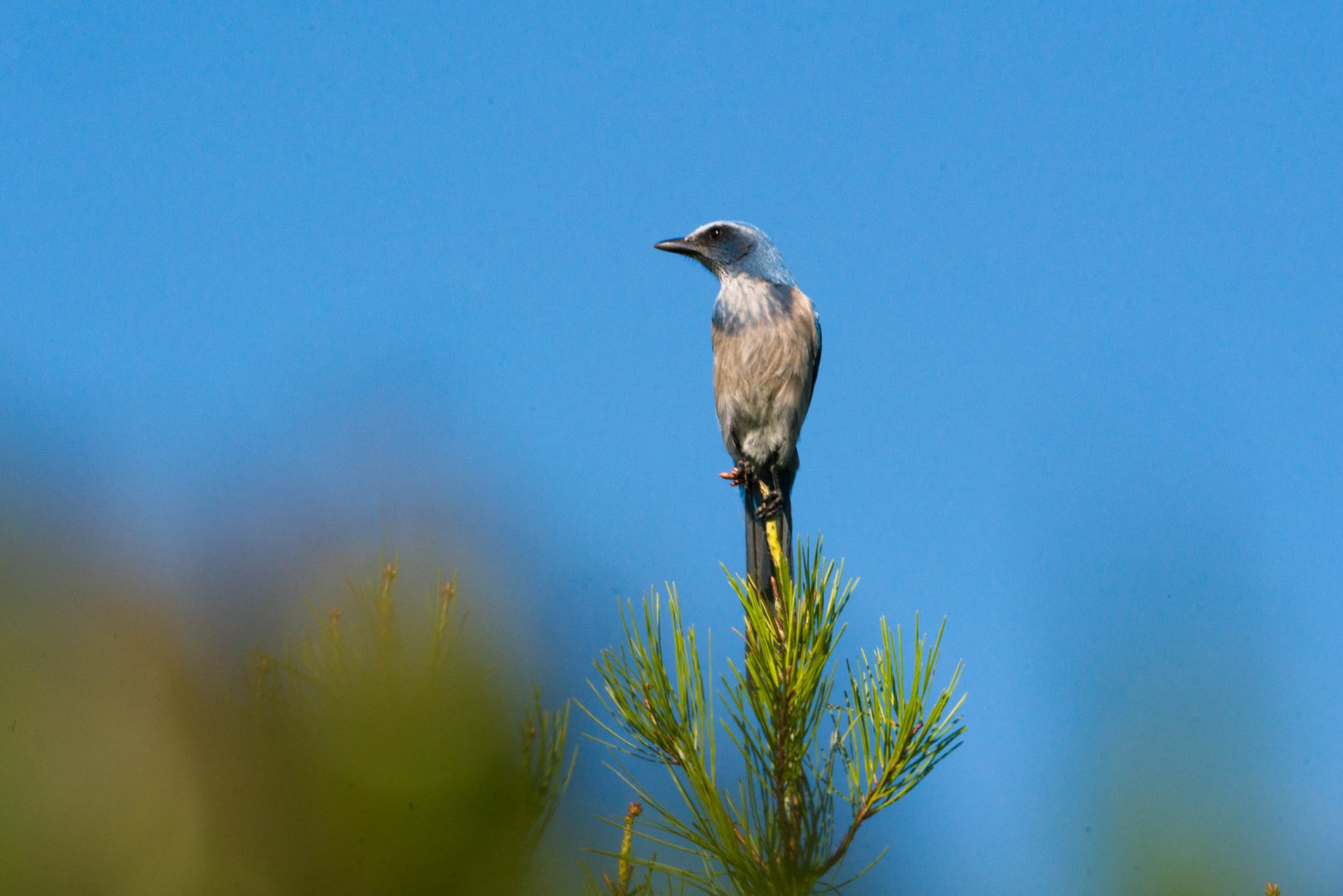 Scrubjay Deltona - 2500px-4.jpg