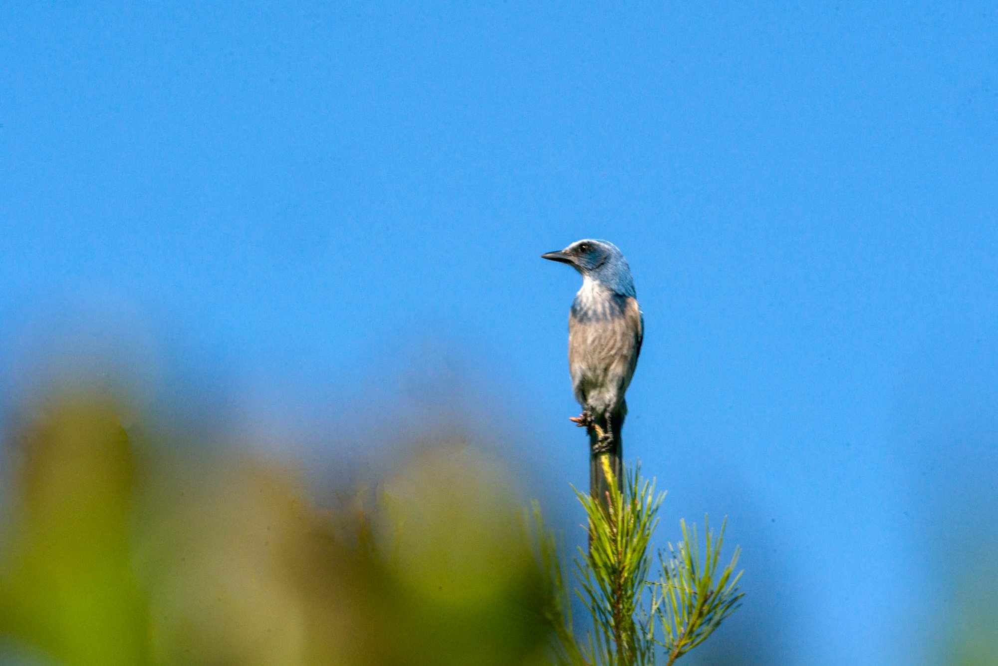 Scrubjay Deltona - 2500px-5.jpg