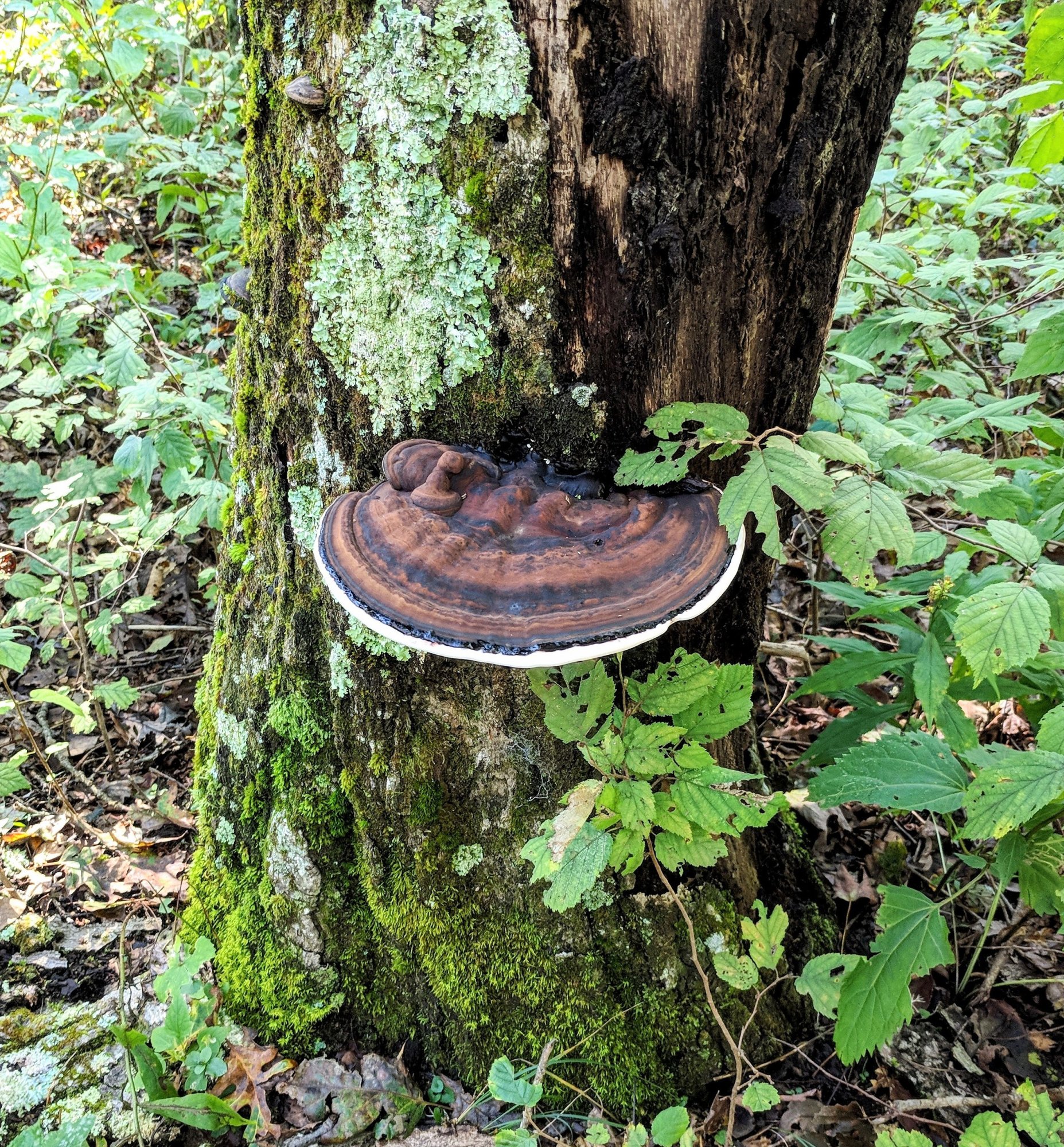Shroom.jpg