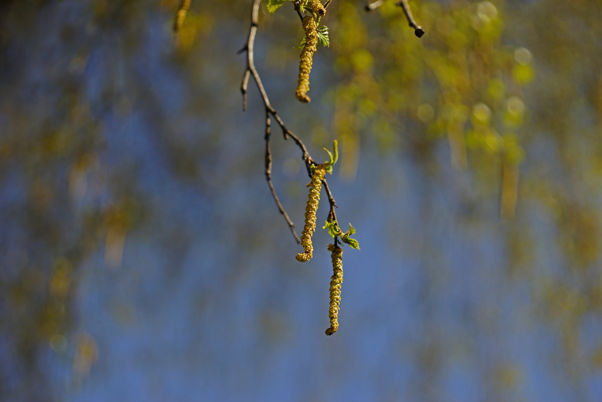Silver Birch Catkins.JPG