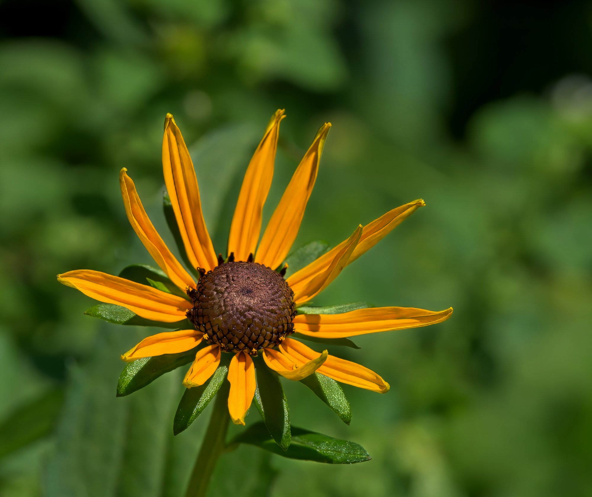 Skinny Petals.jpeg