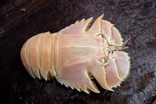 slipperlobstermn.jpg
