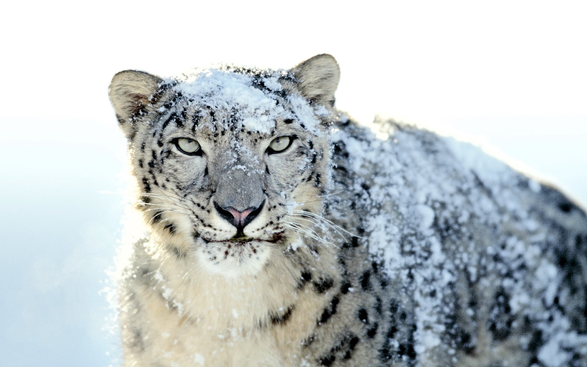 Snow Leopard (2).jpg