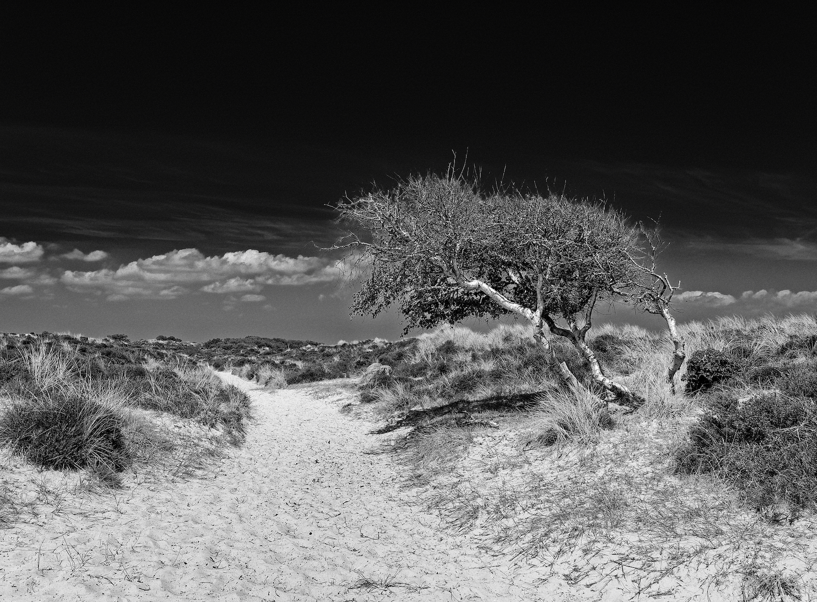 Southwest Coast Path Studland Beach May 2025 - BW.jpeg