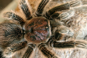 spider5.jpg