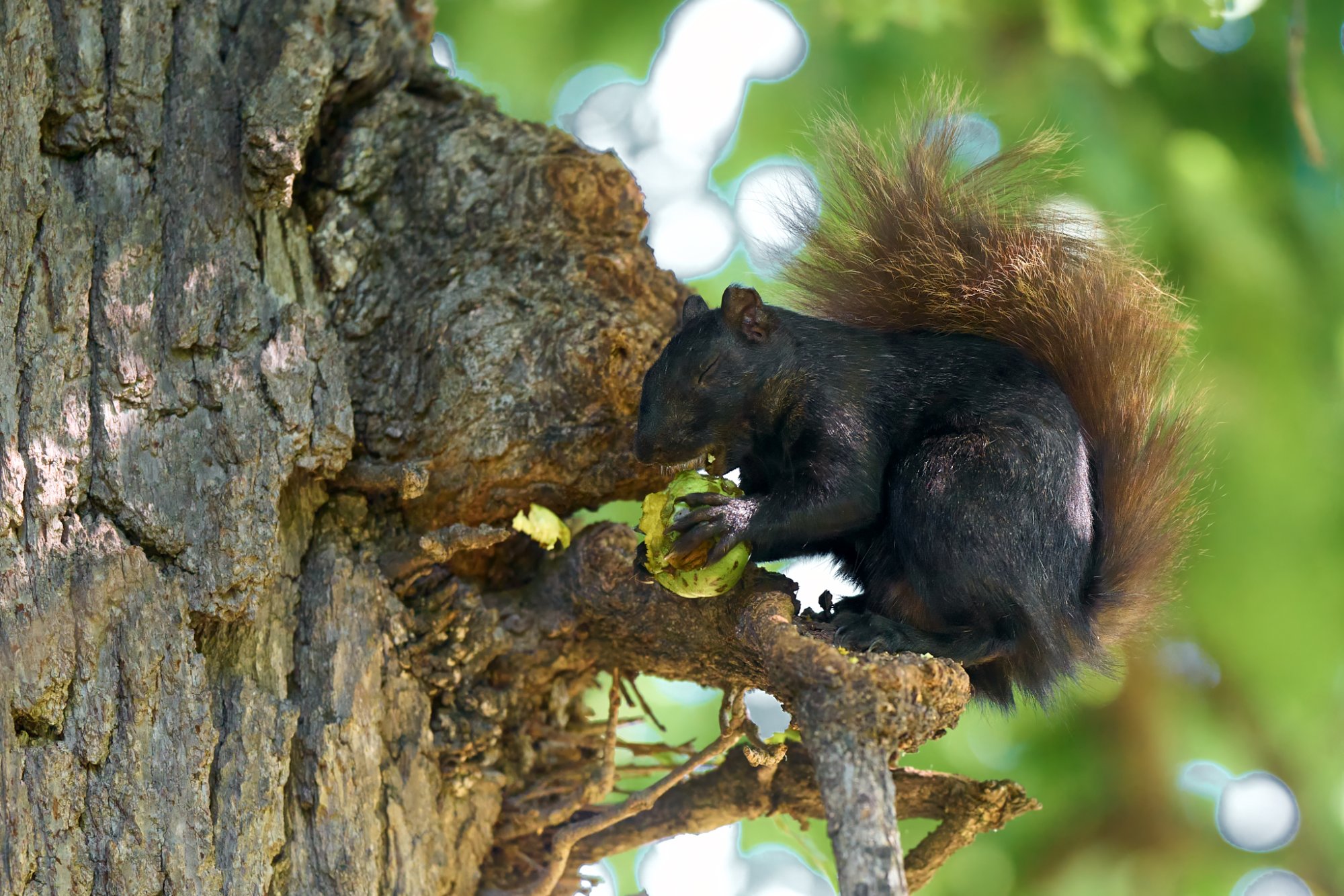 squirrel-0271-24-08-09.jpg