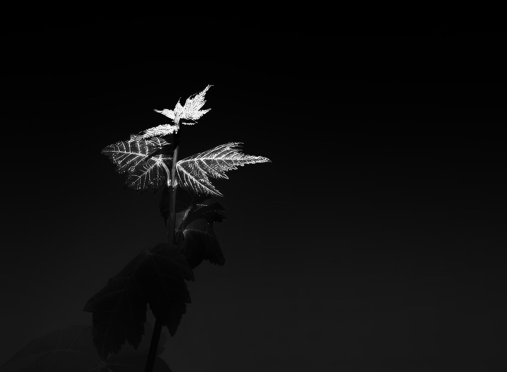 Sunshine and Shadow (B&W).jpeg
