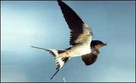 swallow.jpg