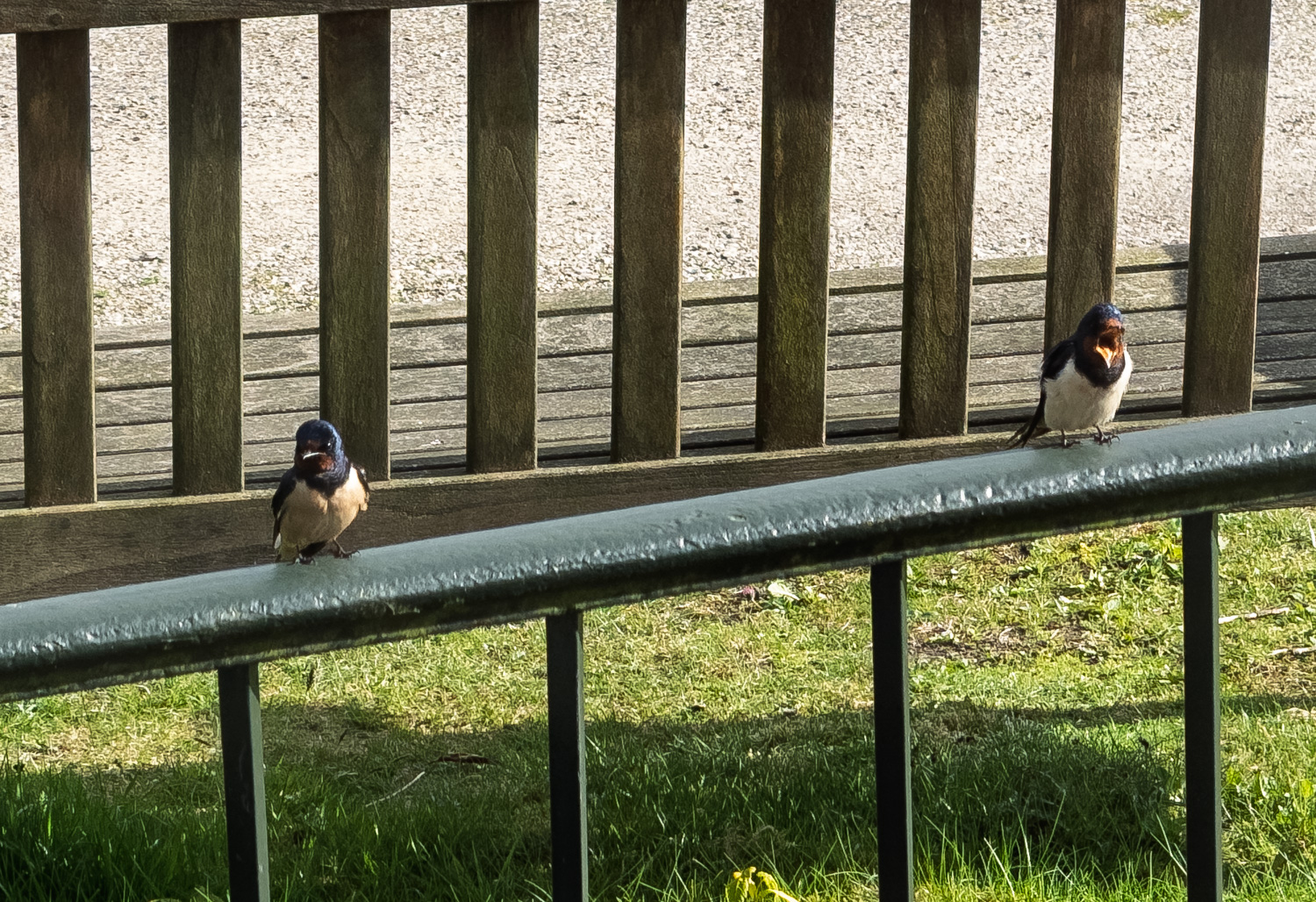 Swallow20250501.jpg