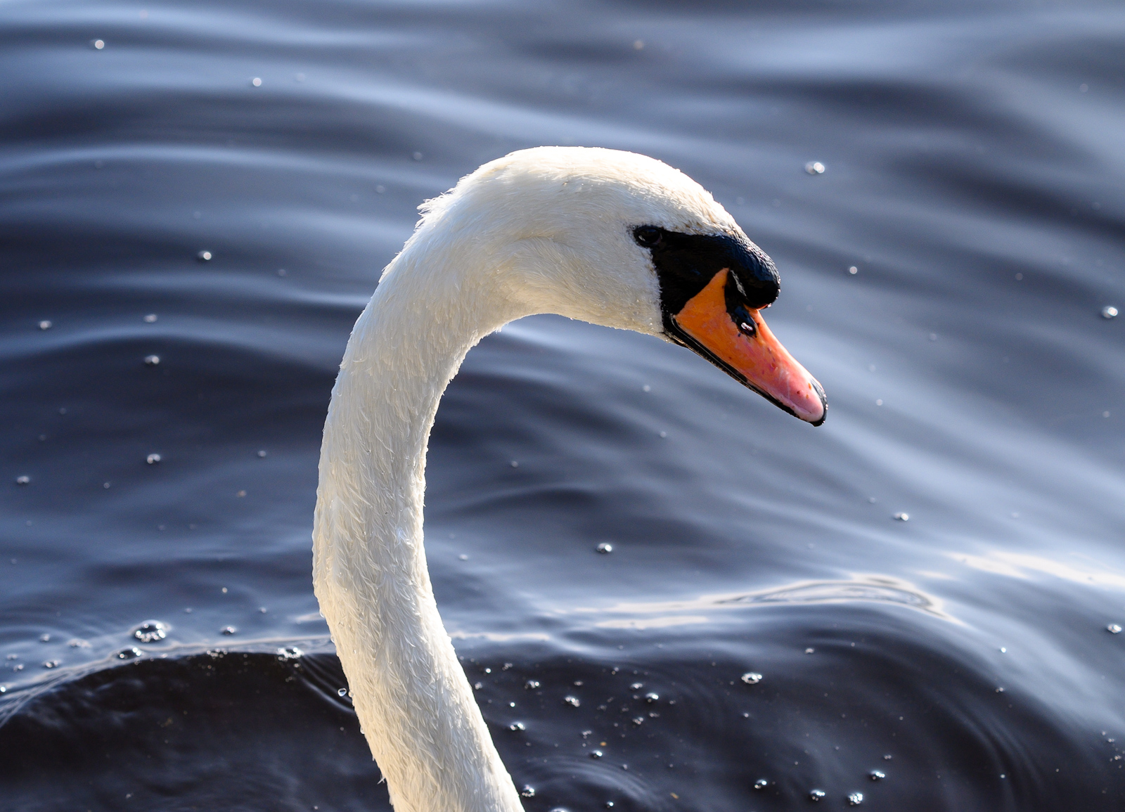 Swan20240918.jpg