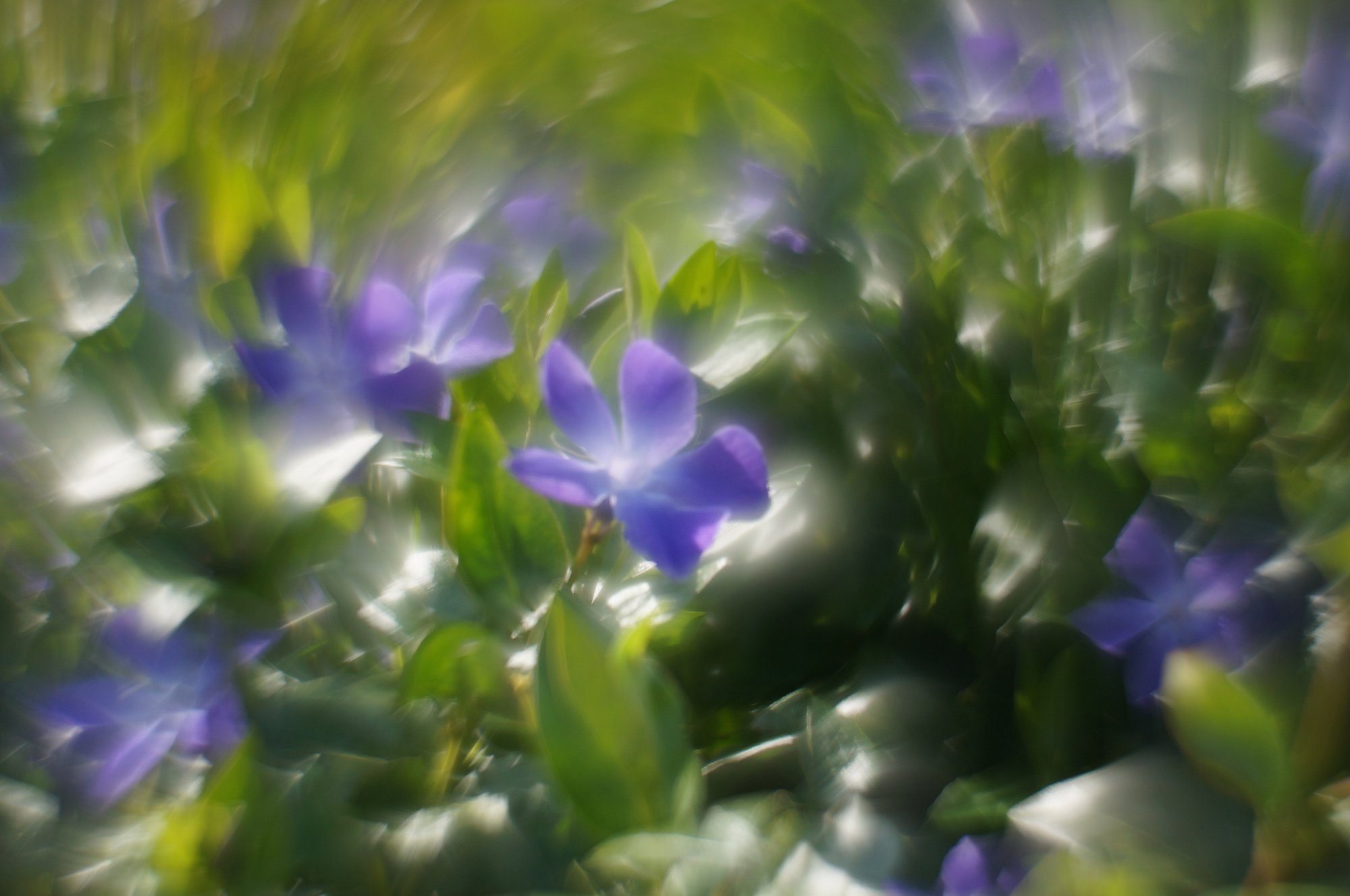 Swirly Periwinkle 01.JPG