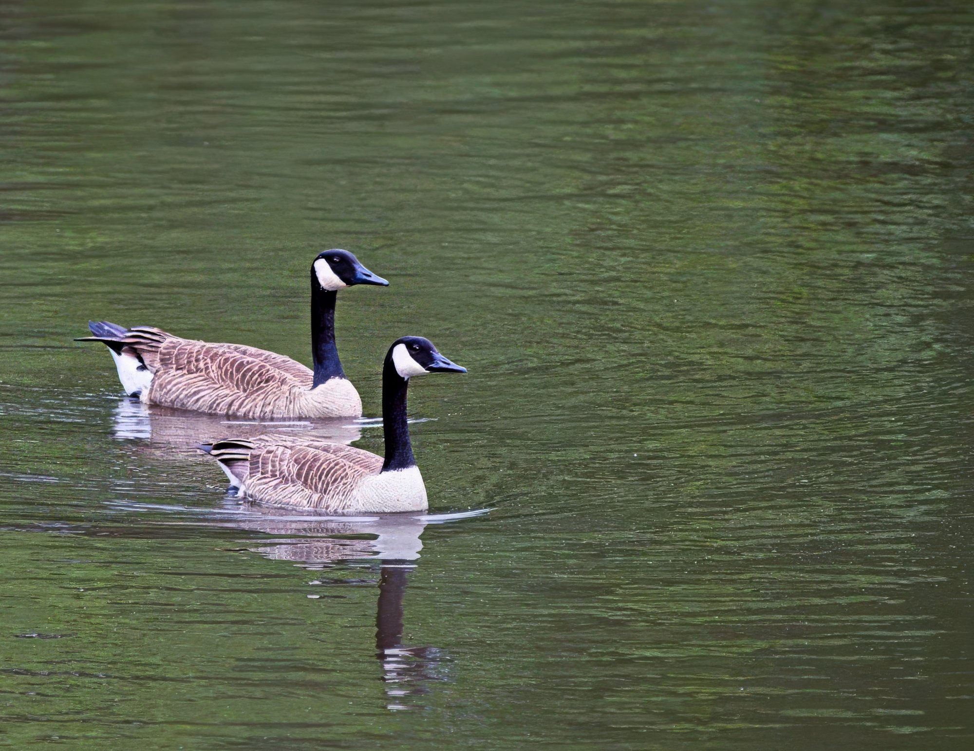 Synchronized Swimming.jpeg