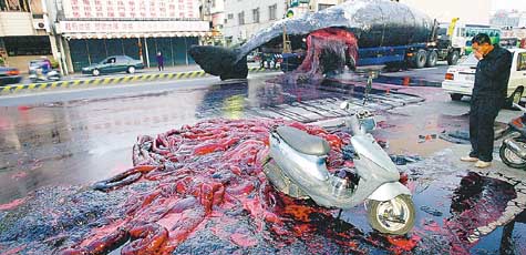 taiwanwhale.jpg