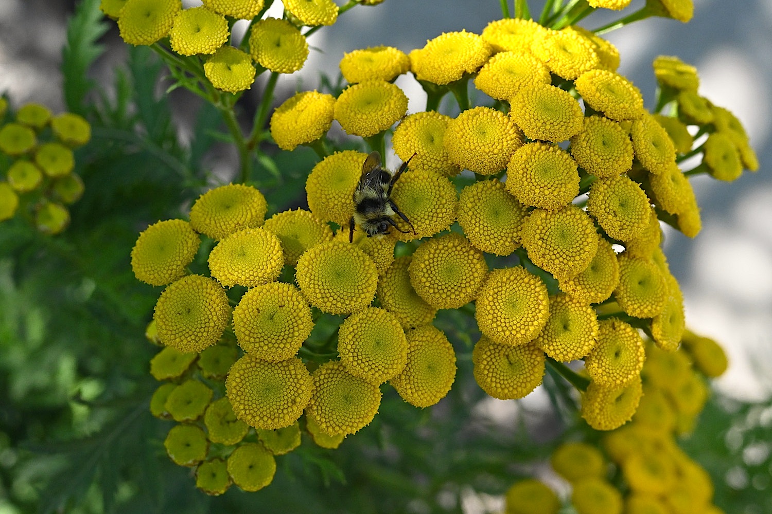 Tansy1_0770.jpg