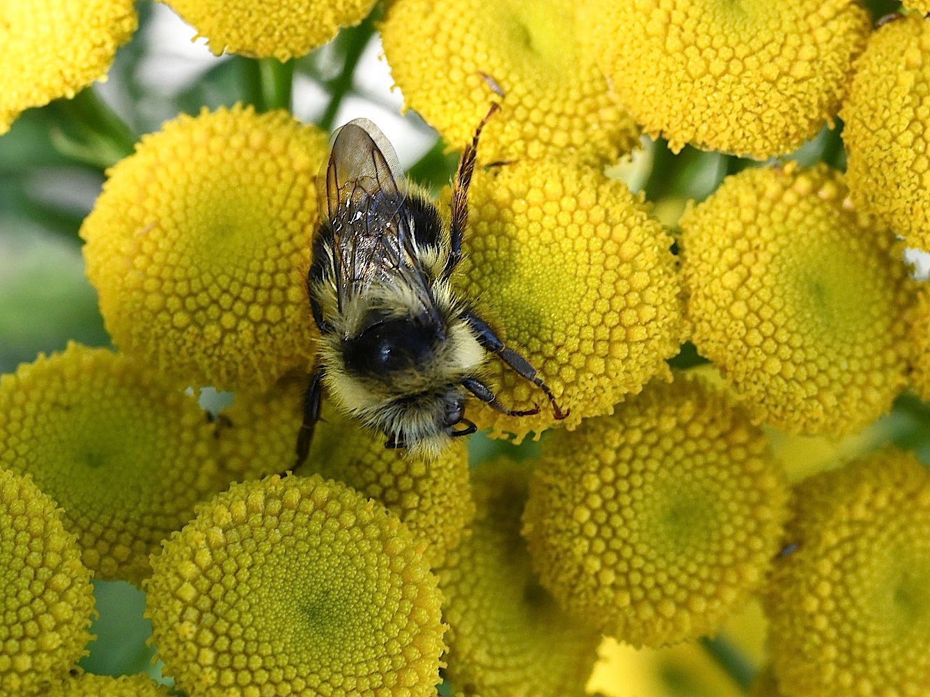 Tansy2_0767.jpg