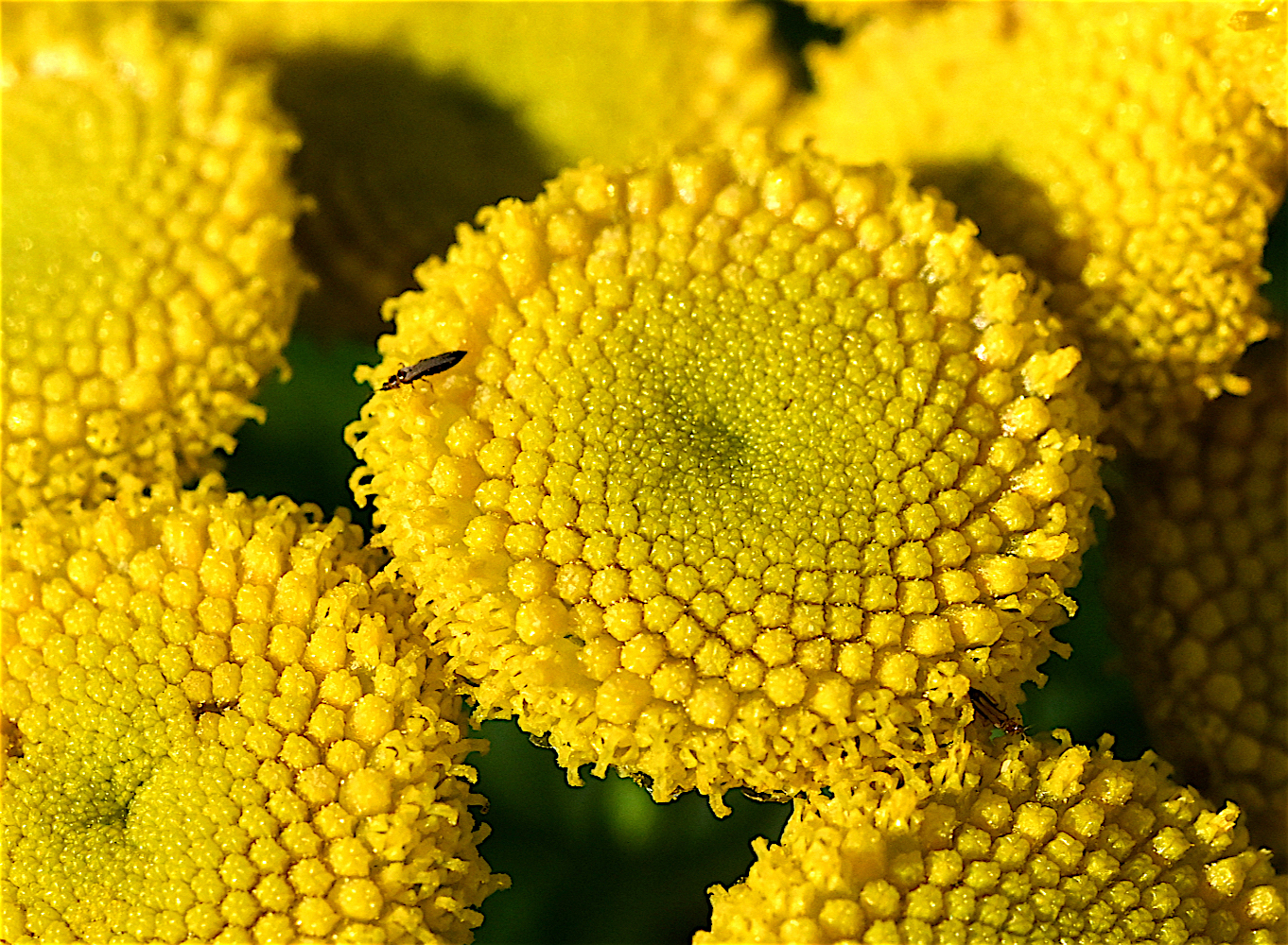 Tansy3a_0766.jpg