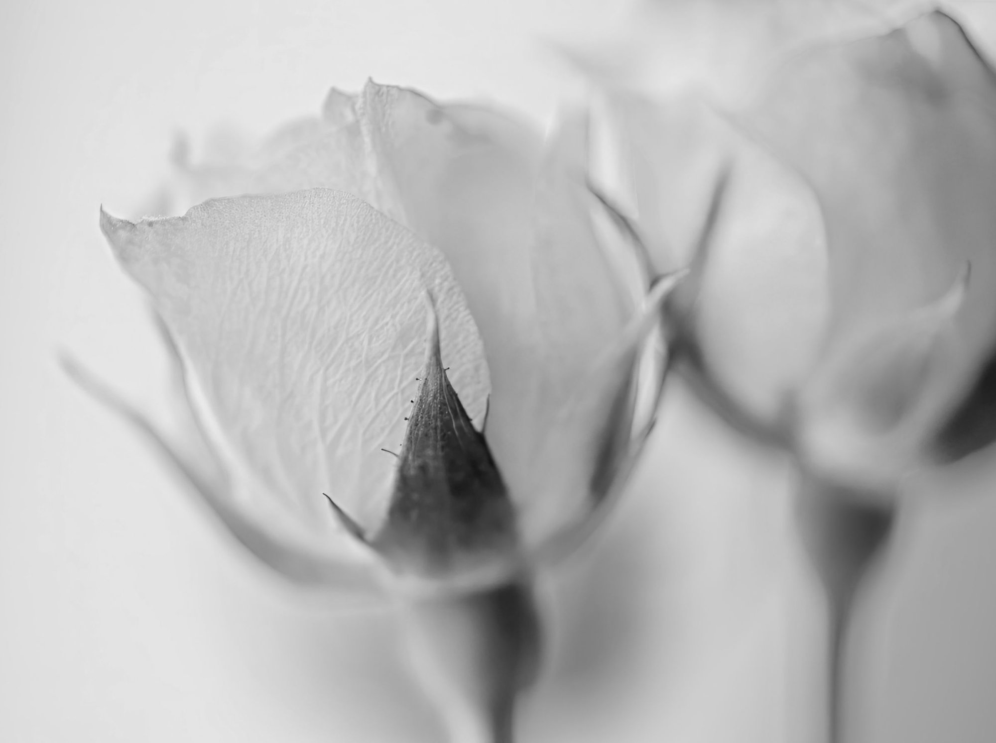 Together (B&W).jpeg