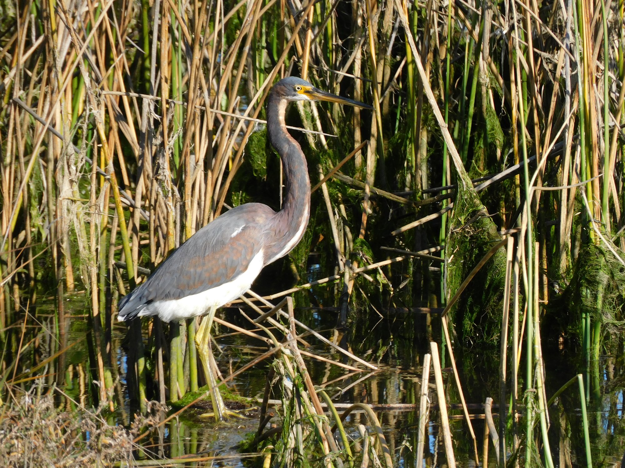 tricolor heron1.JPG