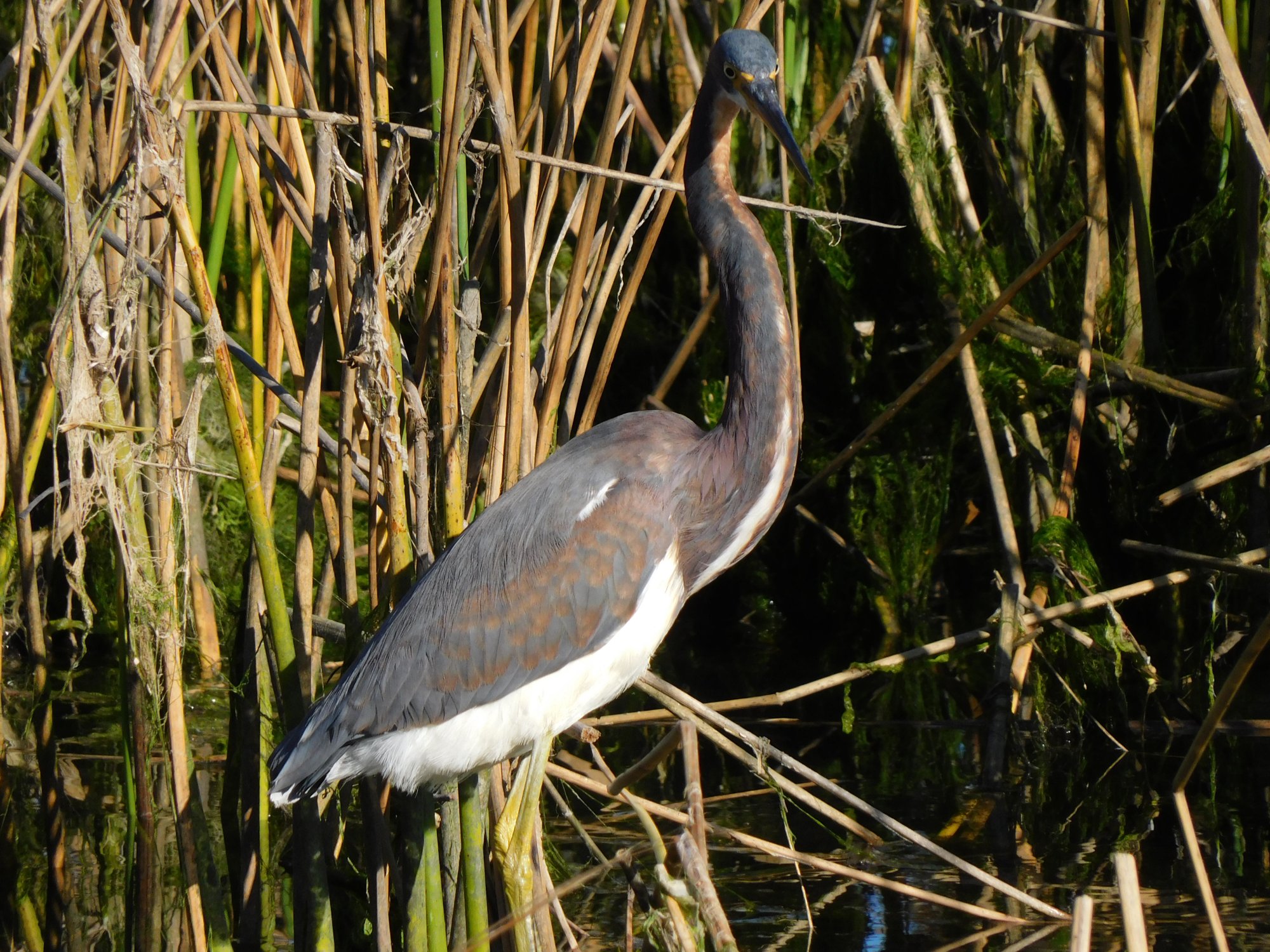 tricolor heron2.JPG