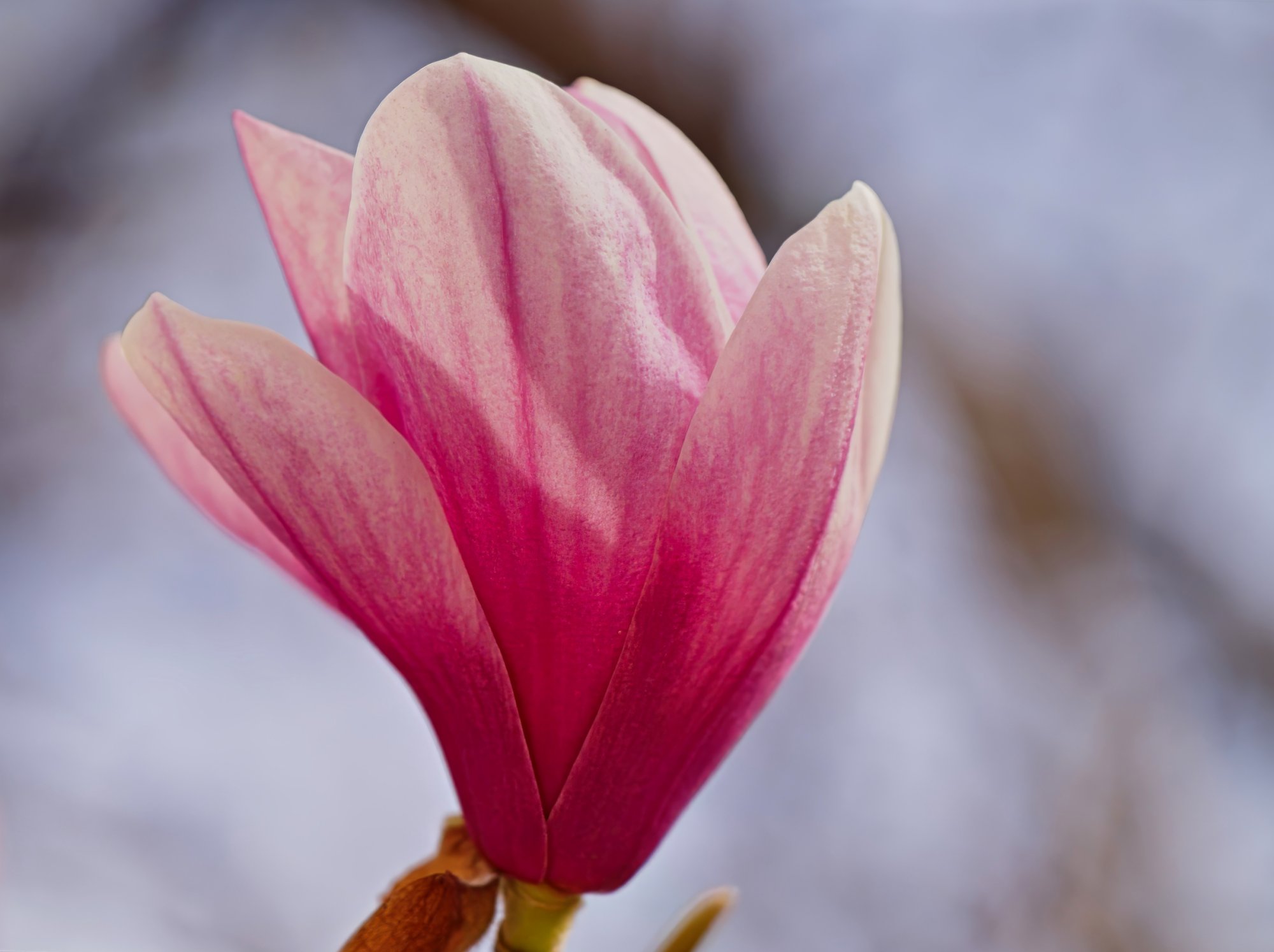 Tulip Magnolia in Bloom.jpeg