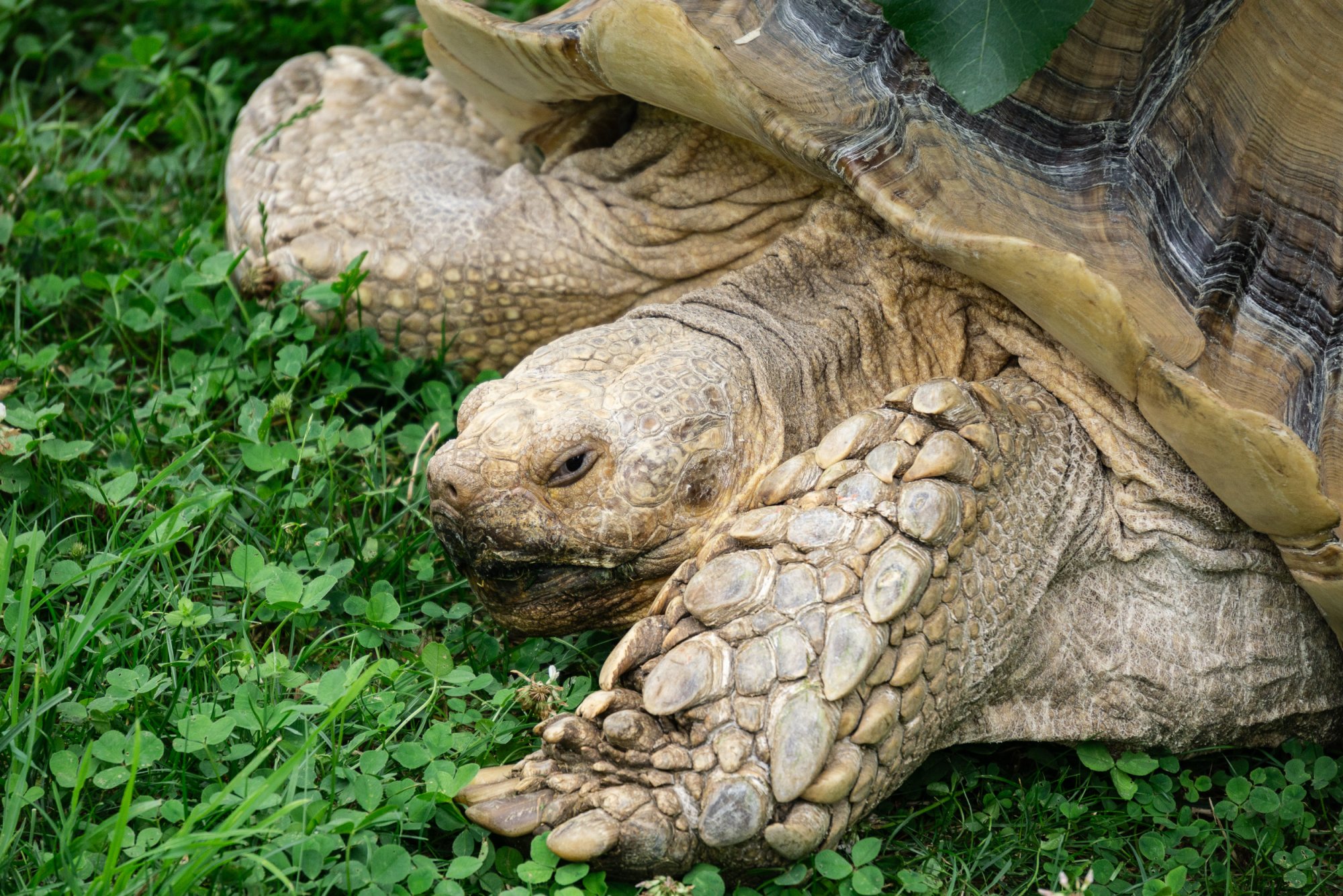  Turtles - 2500px-7.jpg