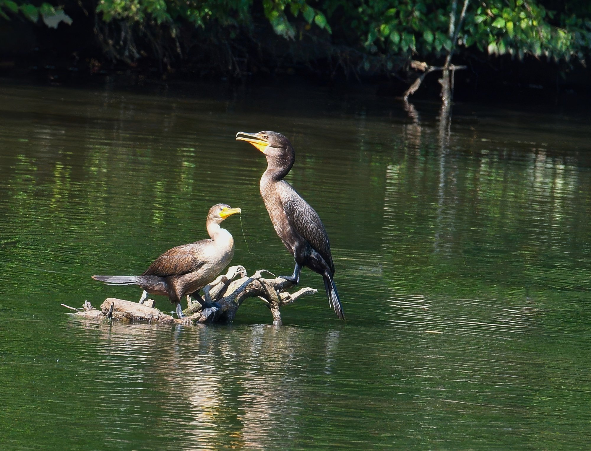 Two Cormorants on the Banches.jpeg