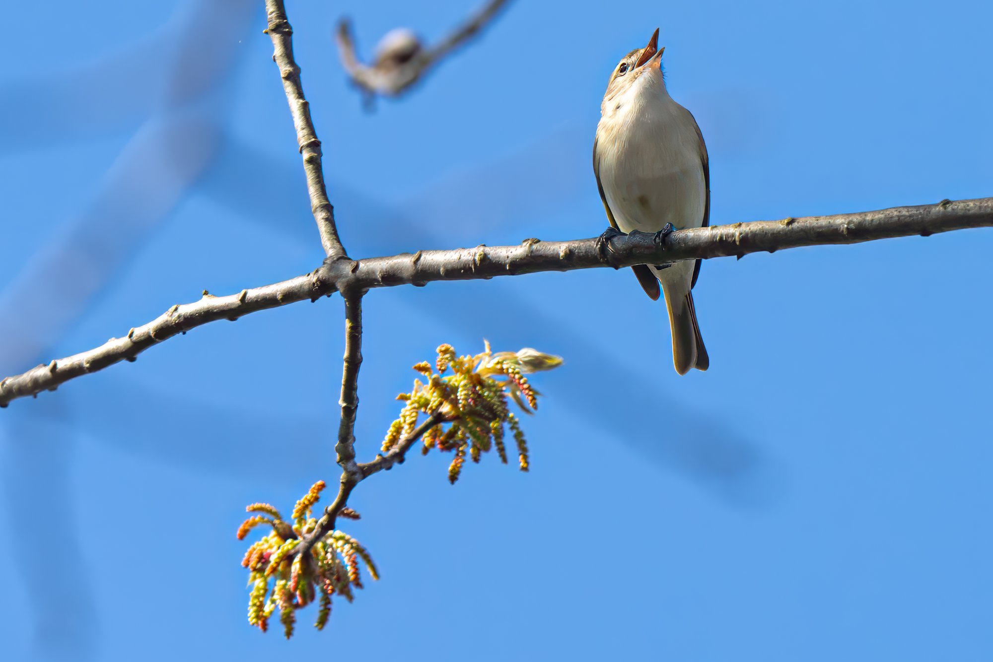 warbling-vireo-0001profile-change.jpg