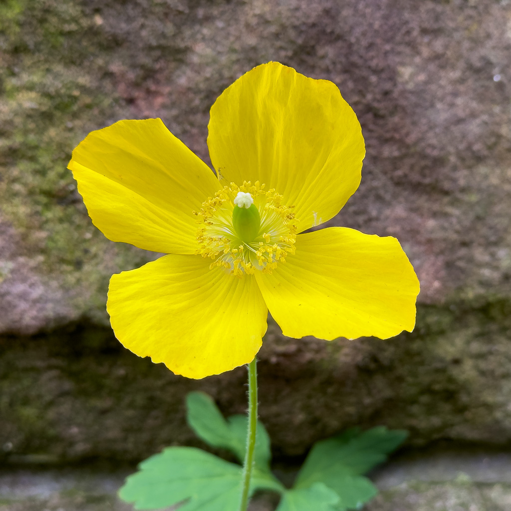 WelshPoppy20241025.jpg