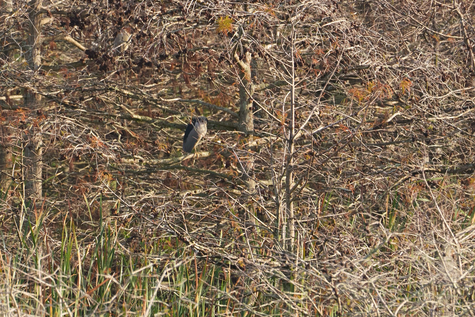  Wetlands Jan 2025 - 2500px_12.jpg