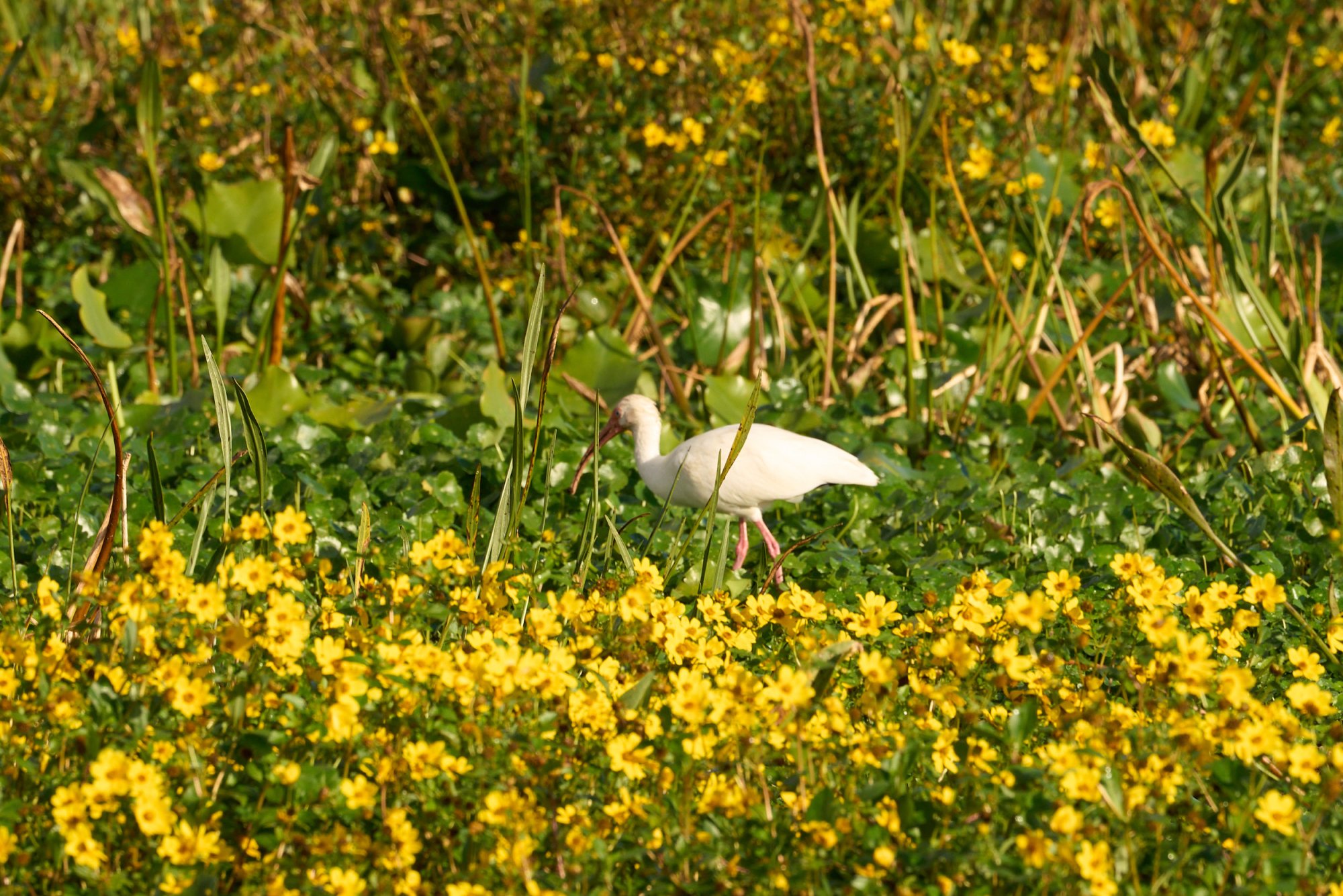  Wetlands Jan 2025 - 2500px_14.jpg