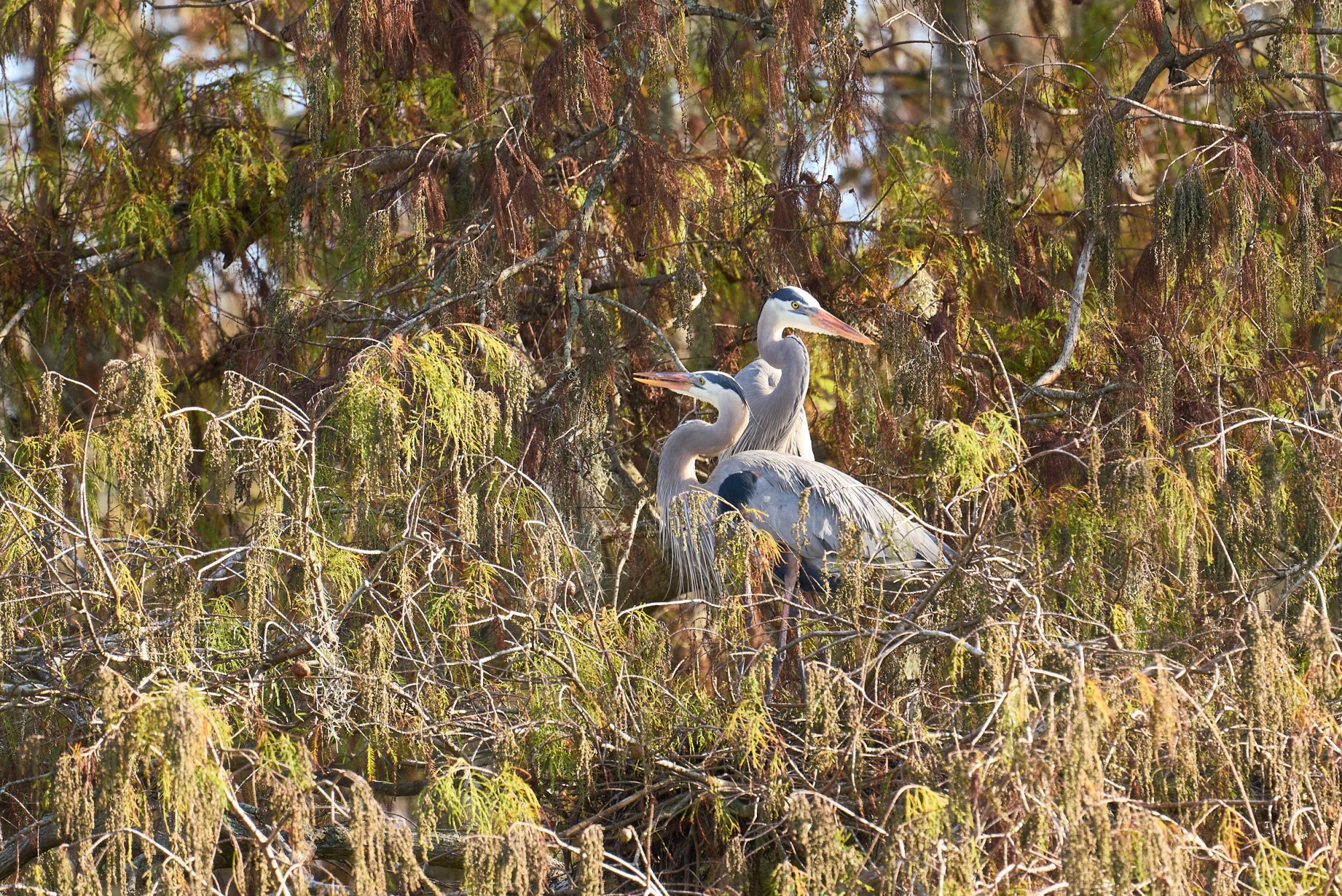  Wetlands Jan 2025 - 2500px_23.jpg