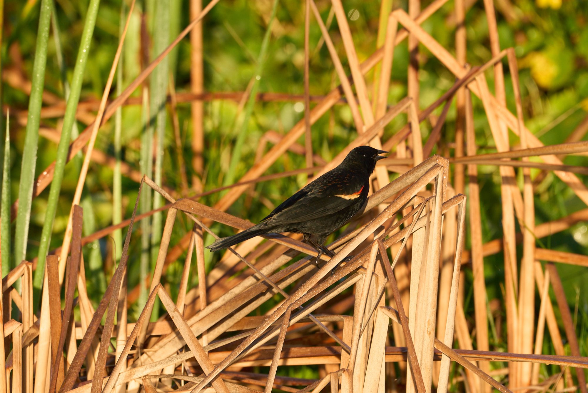  Wetlands Jan 2025 - 2500px_3.jpg