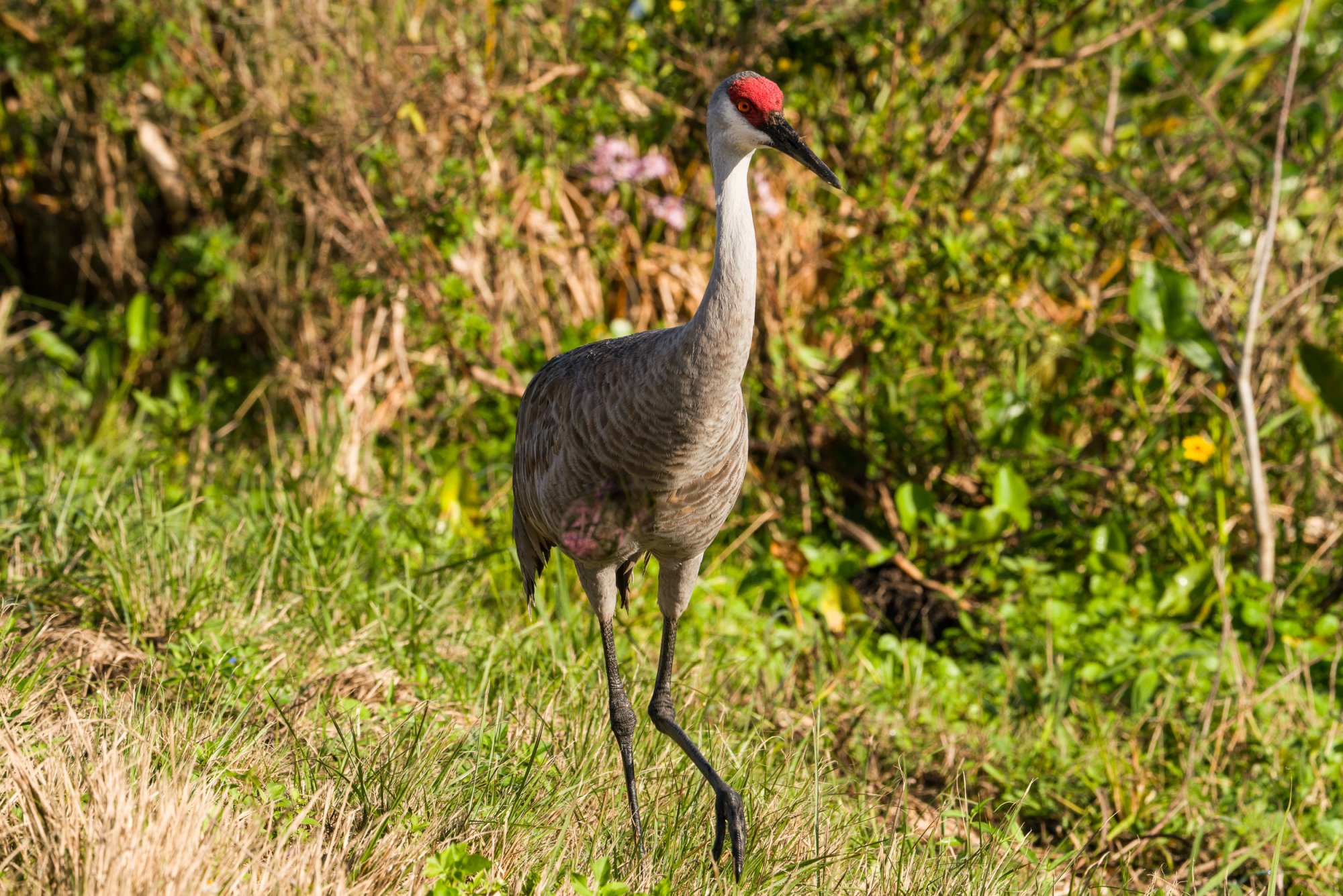 Wetlands Jan25 - 2500px-18.jpg