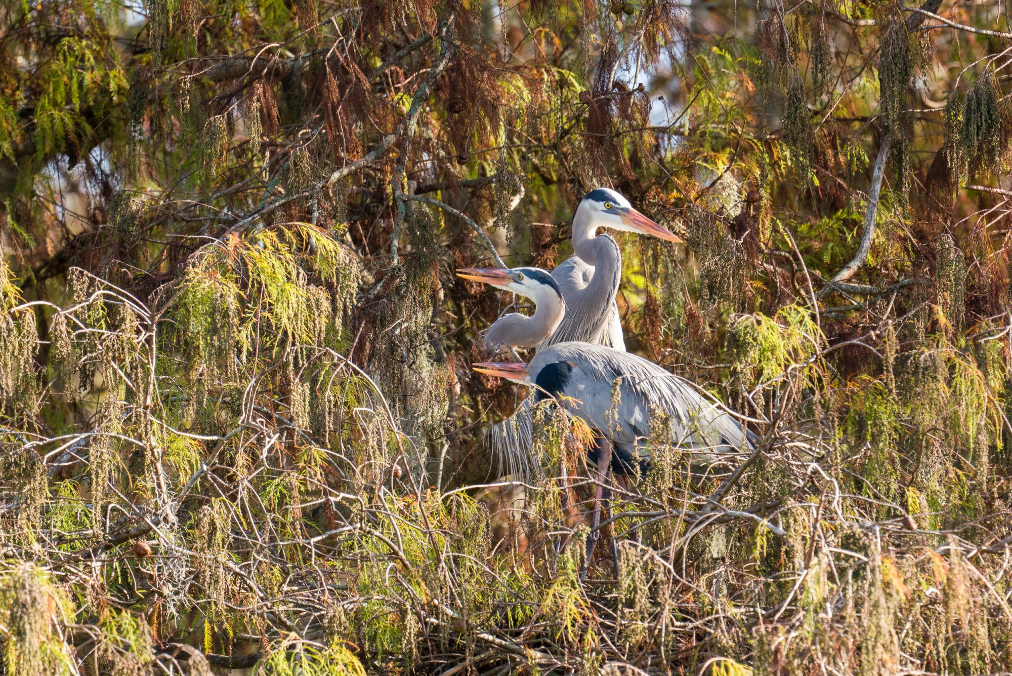 Wetlands Jan25 - 2500px-26.jpg