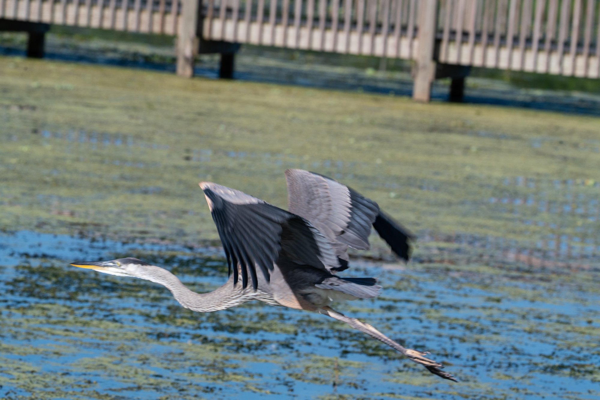 Wetlands June 2025 - 2500px-15.jpg