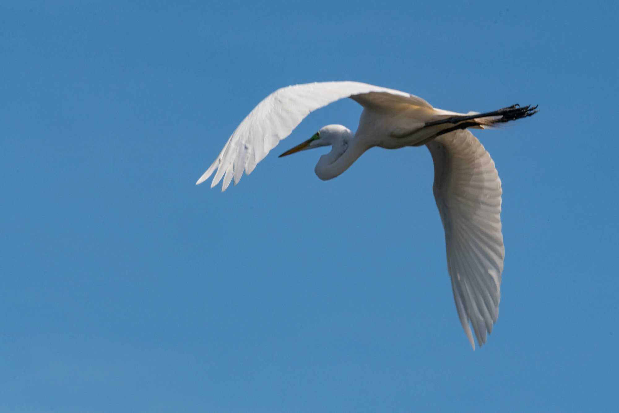 Wetlands March 2025 - 2500px-11.jpg