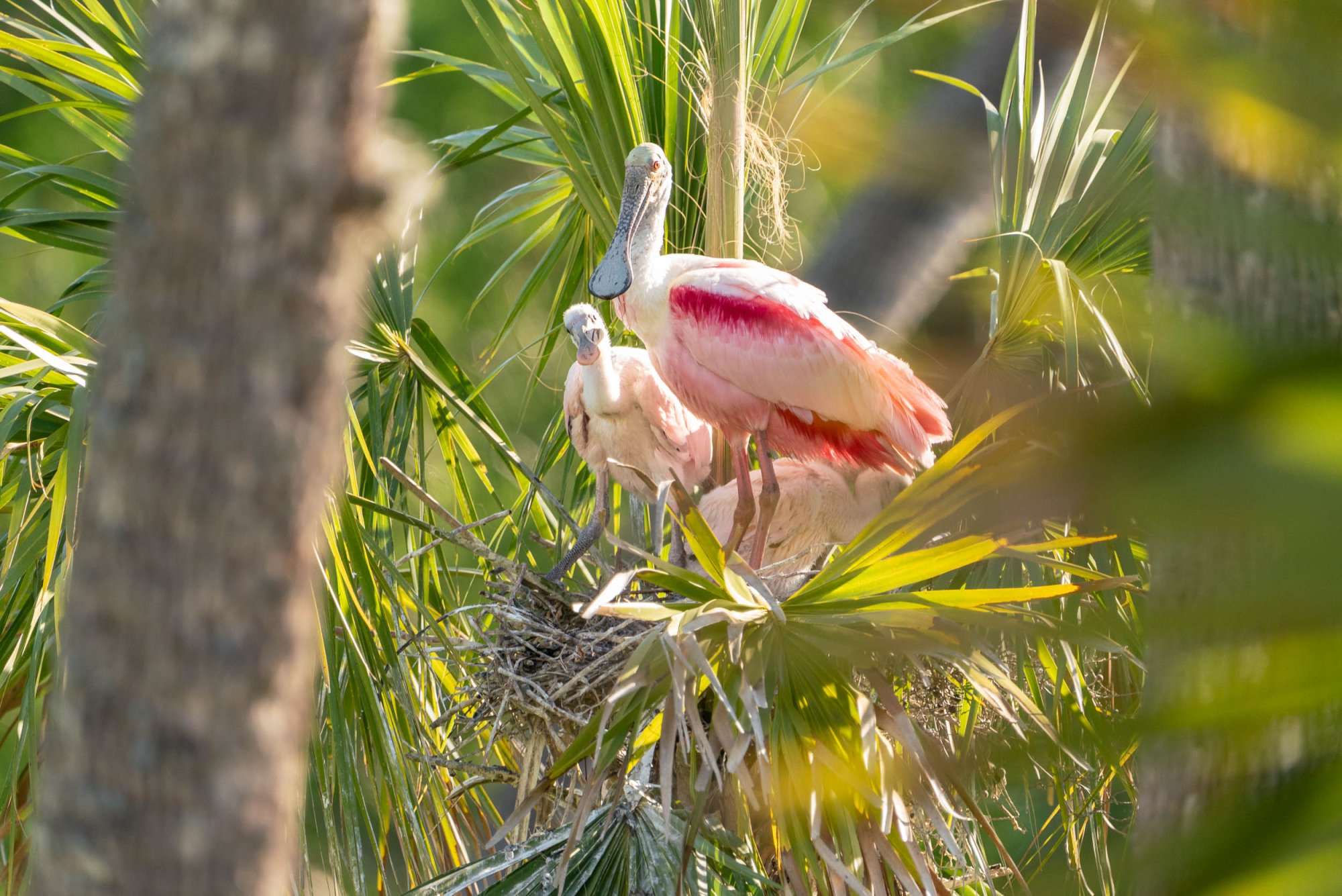 Wetlands March 2025 - 2500px-12.jpg