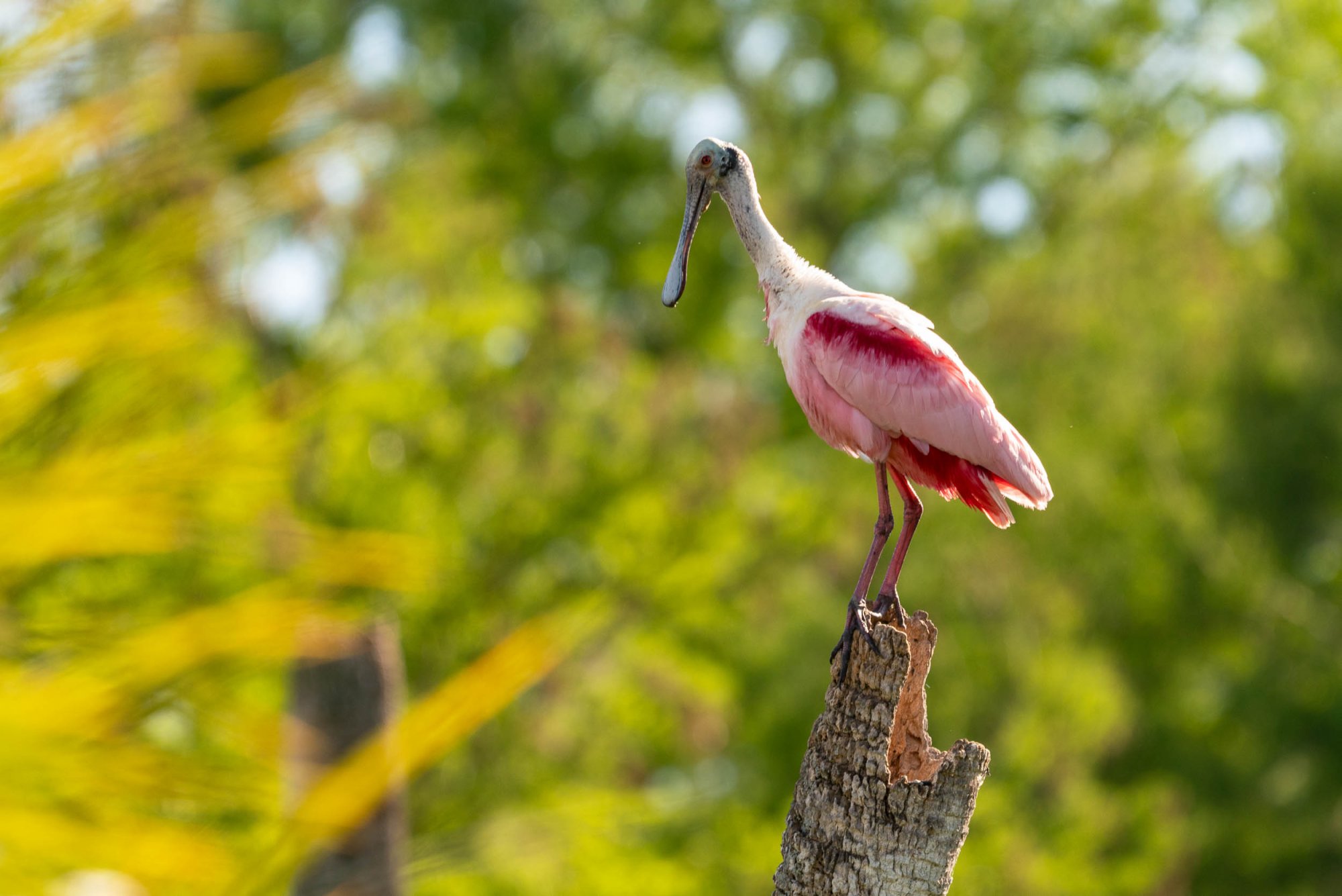 Wetlands March 2025 - 2500px-13.jpg