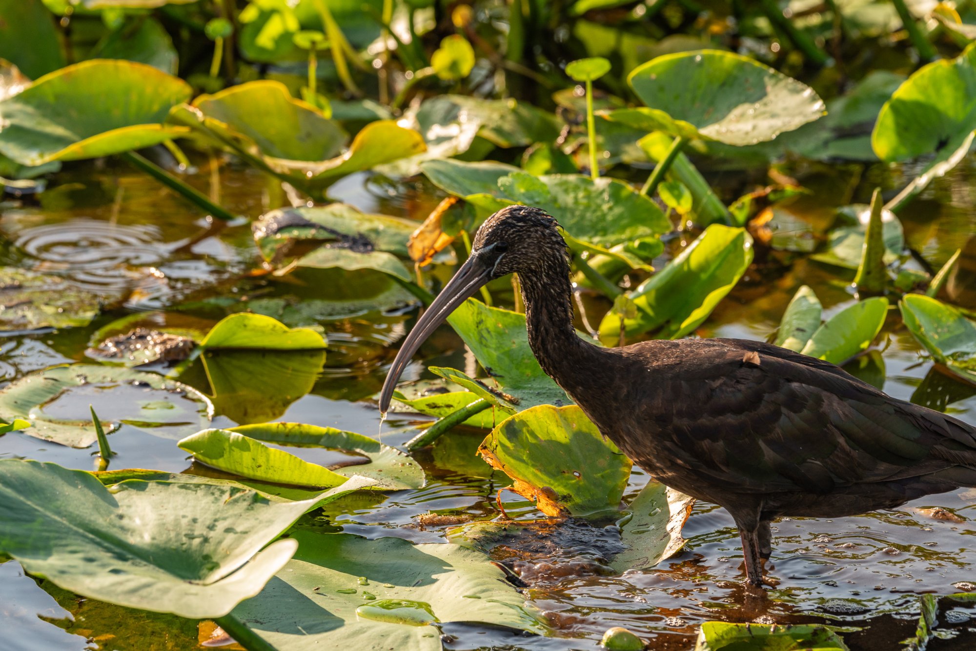 Wetlands May 2024 - 2500px-4.JPG