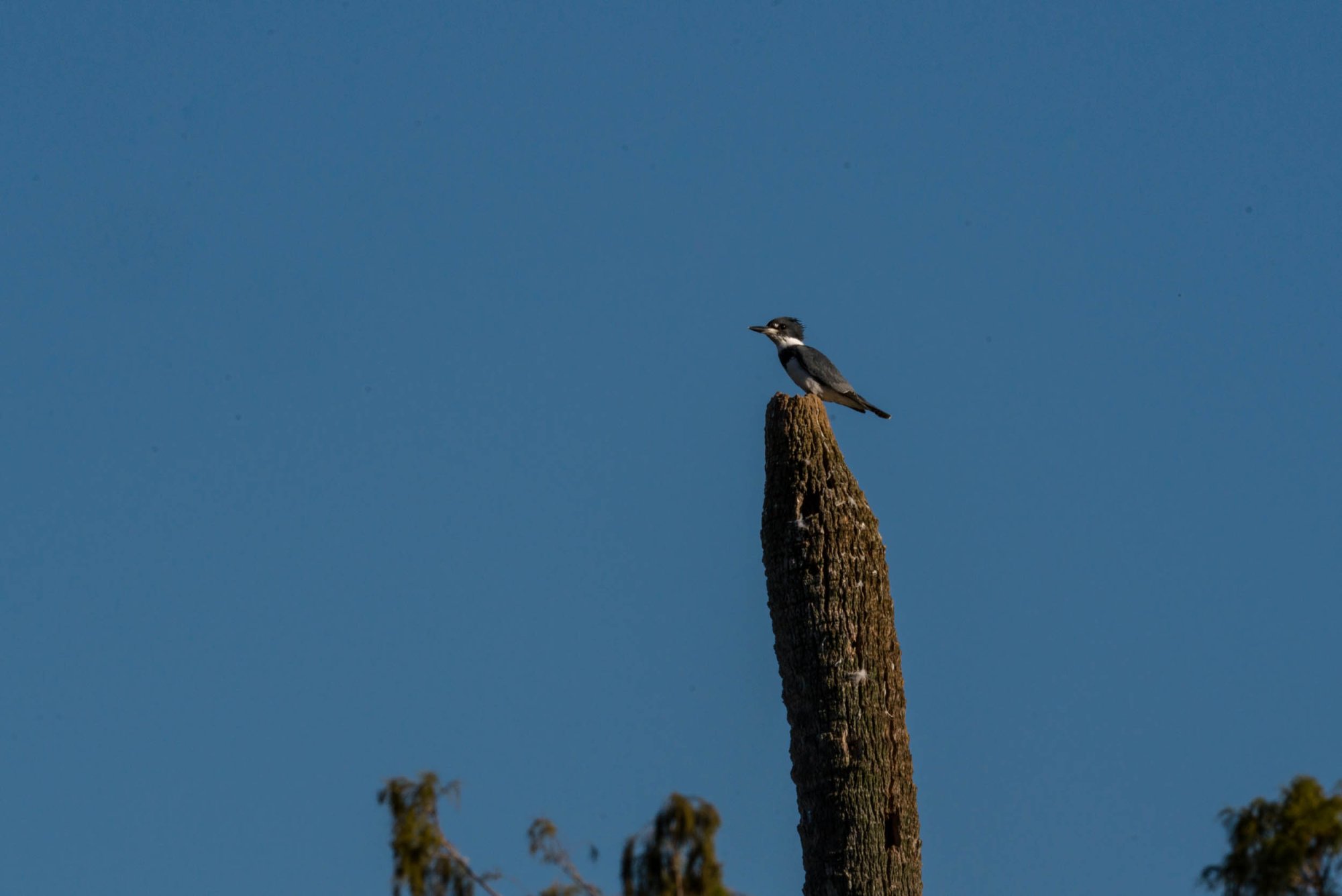 Wetlands Nov 24 - 2500px-11.jpg