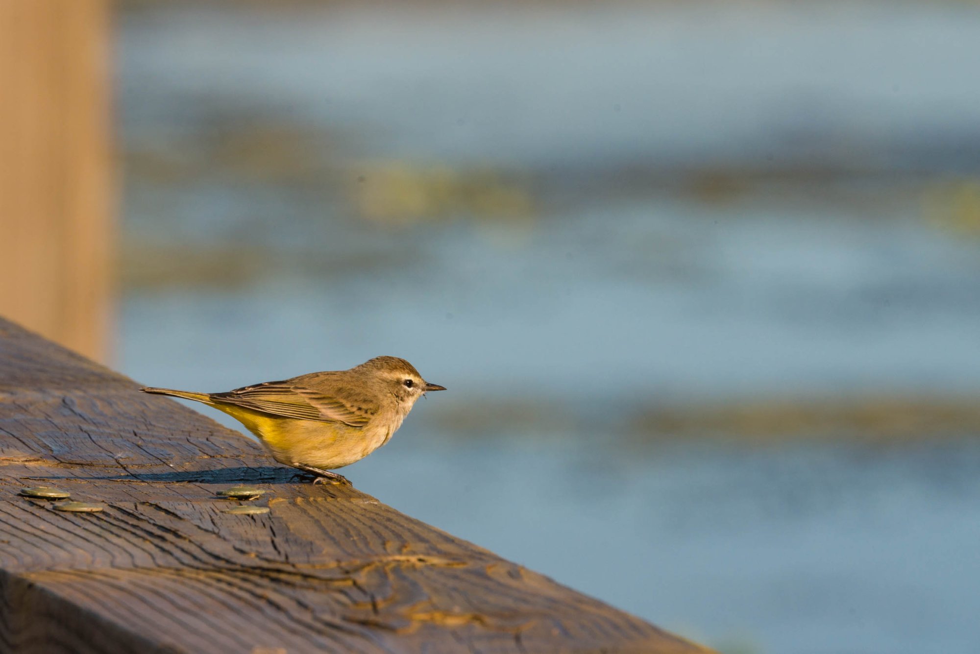 Wetlands Nov 24 - 2500px-14.jpg