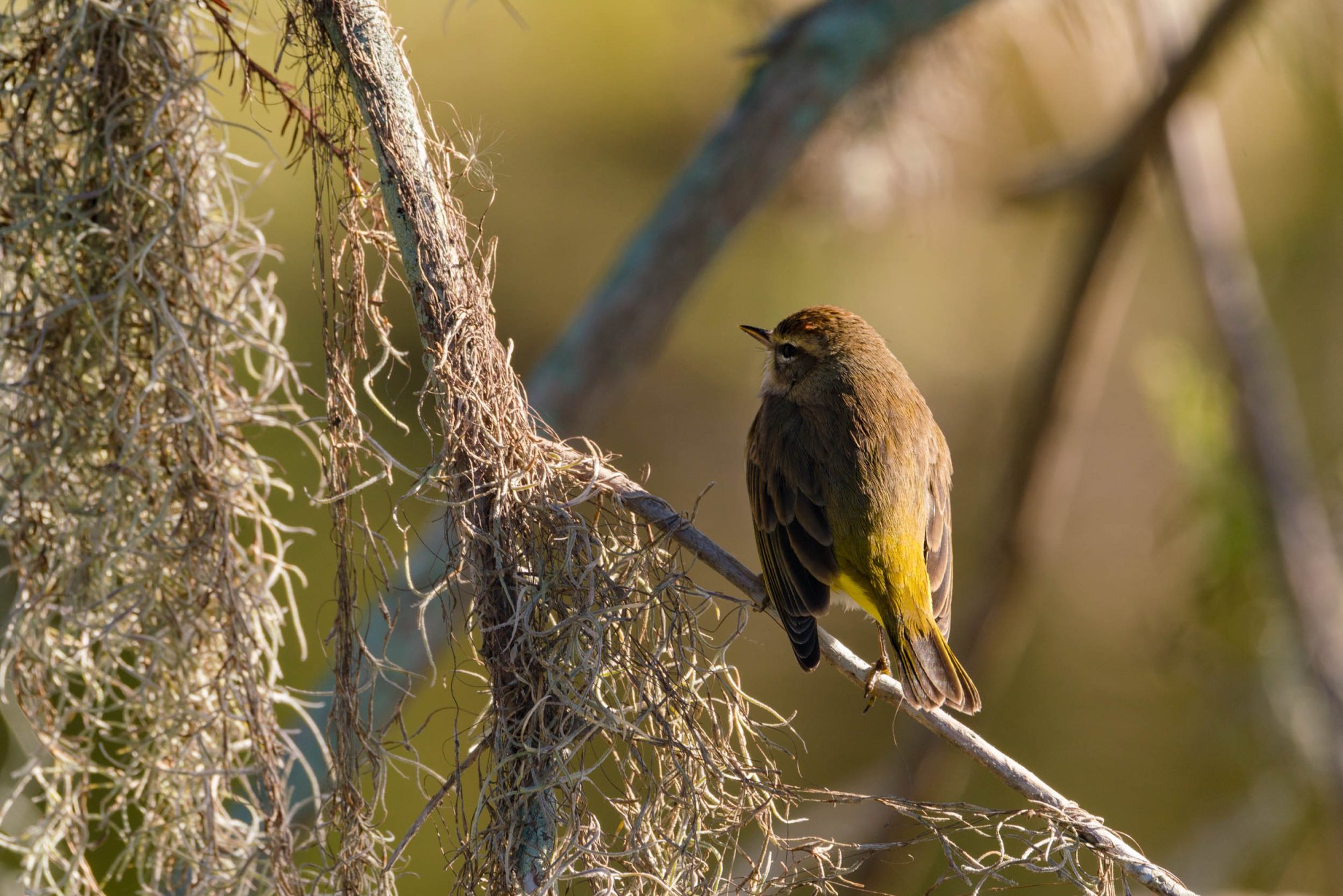 Wetlands Nov 24 - 2500px-25.jpg