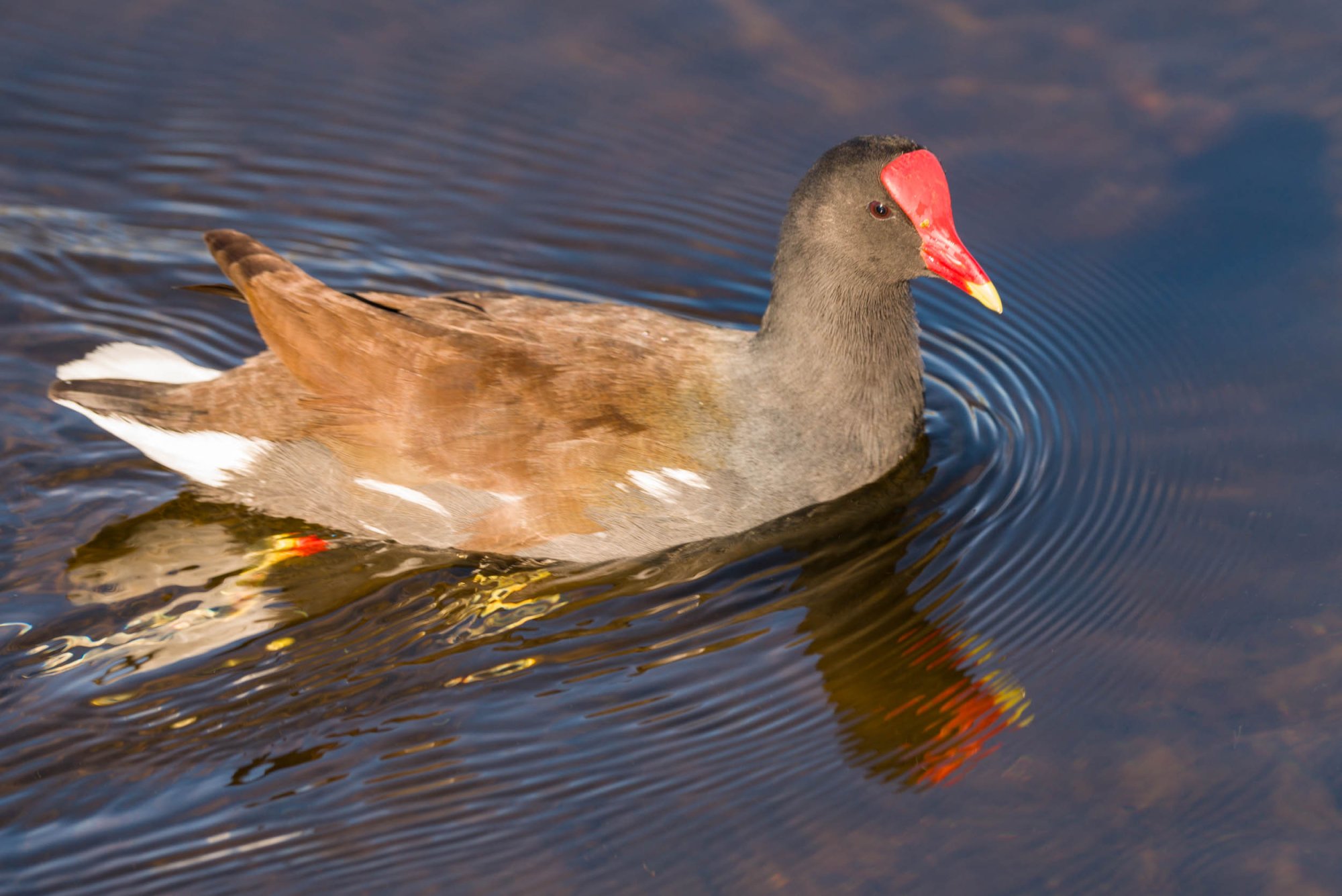 Wetlands Nov 24 - 2500px-3.jpg