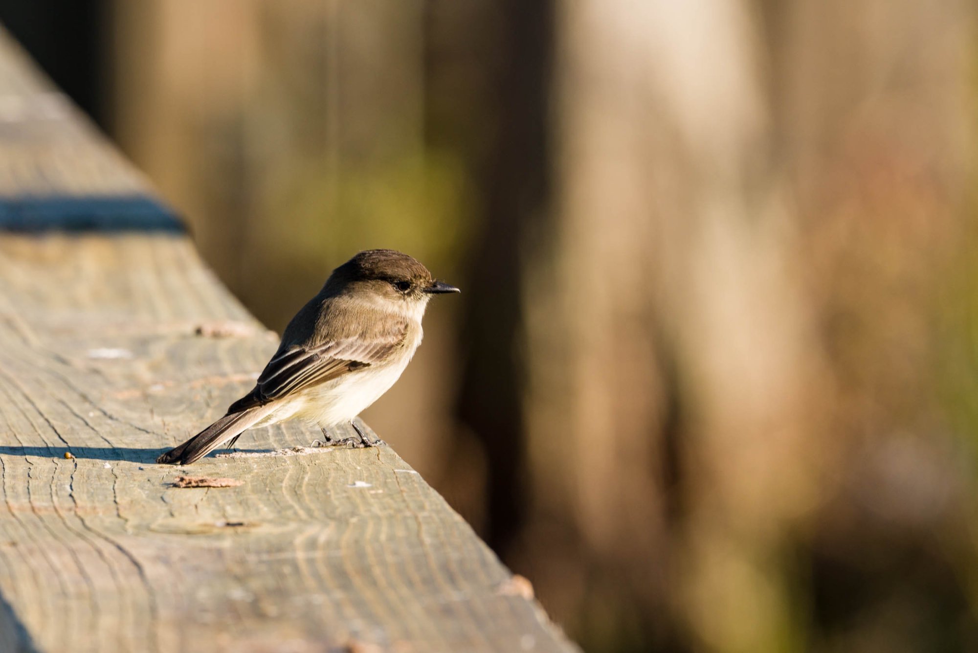 Wetlands Nov 24 - 2500px-4.jpg