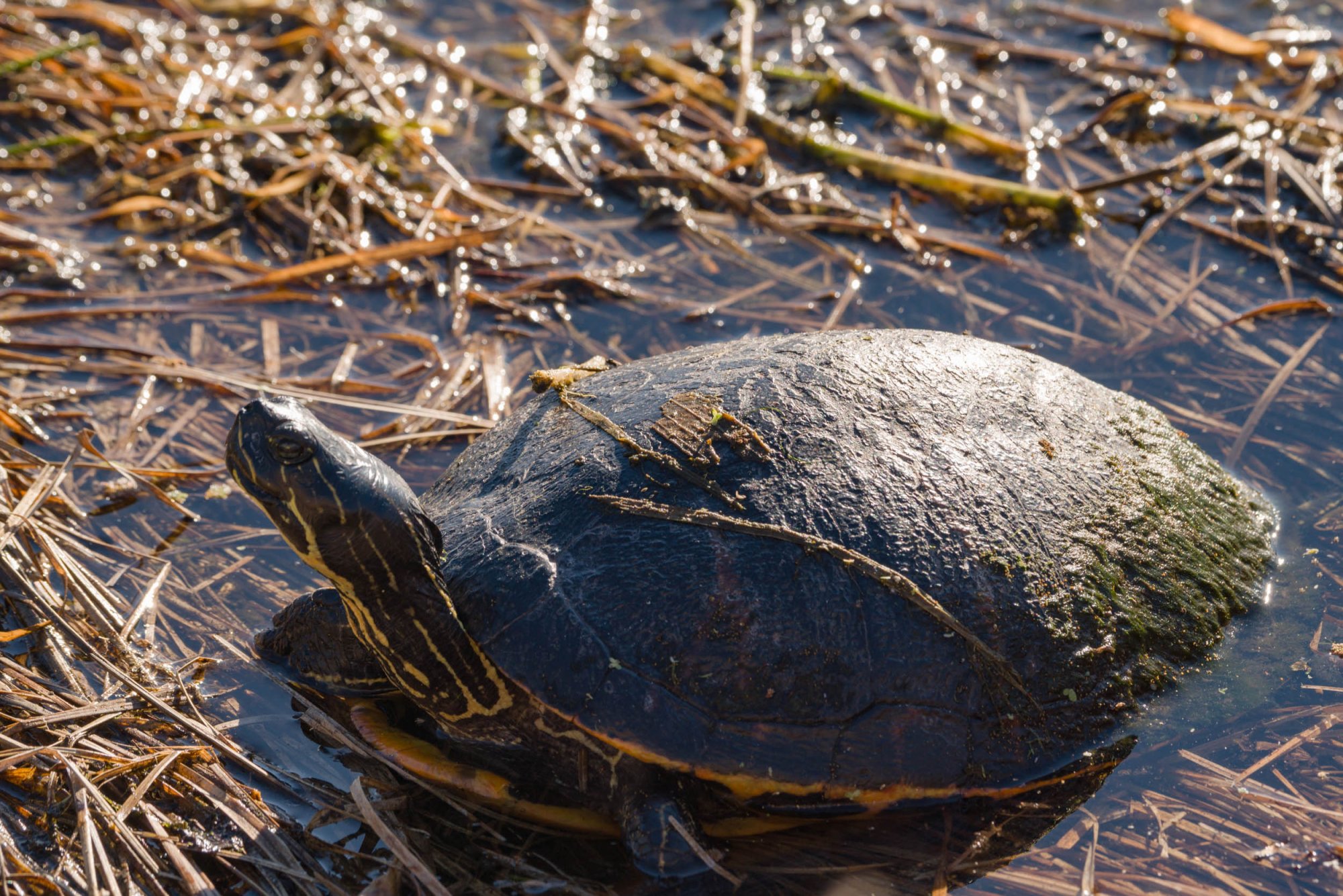Wetlands Nov 24 - 2500px-5.jpg