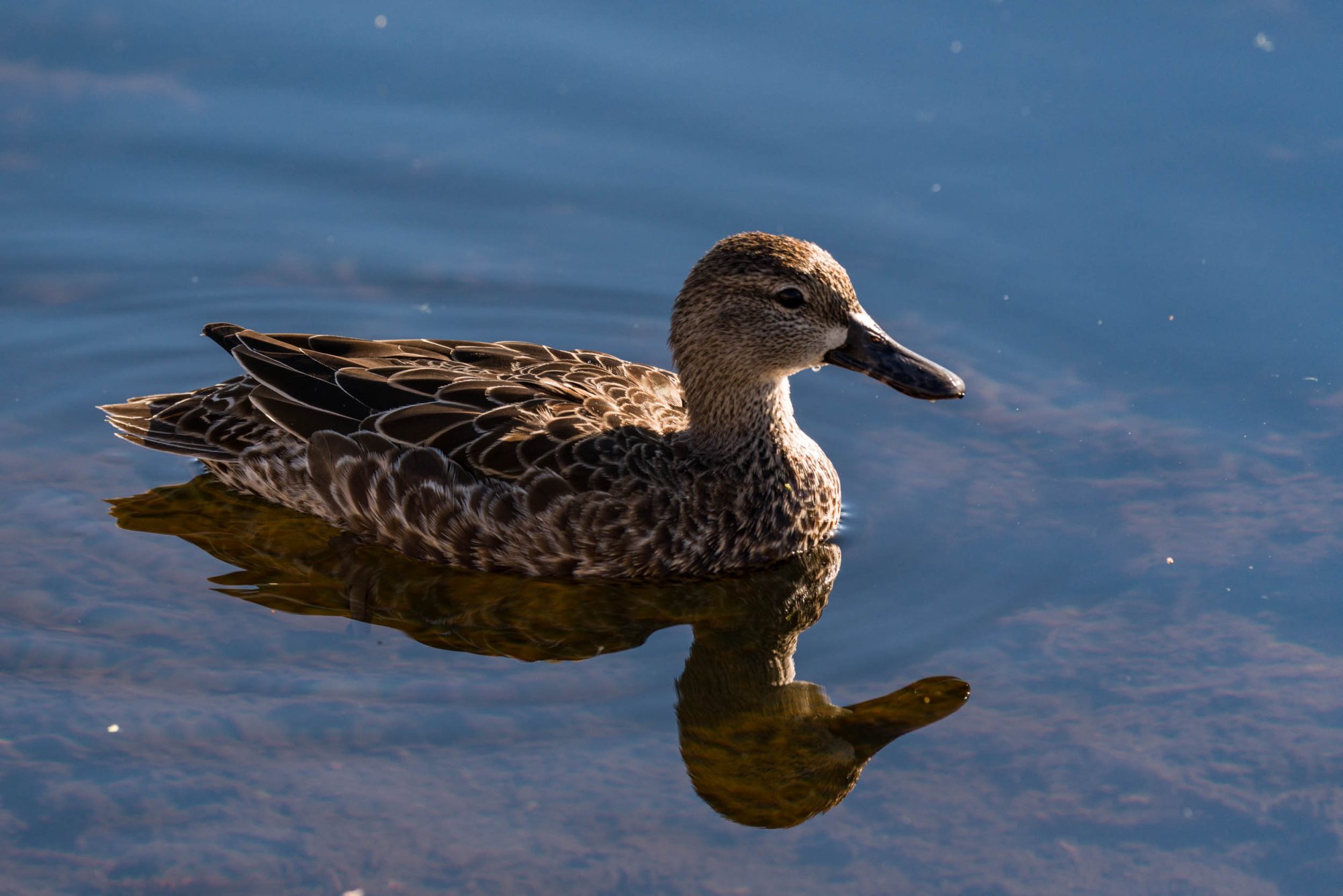 Wetlands Nov 24 - 2500px-7.jpg