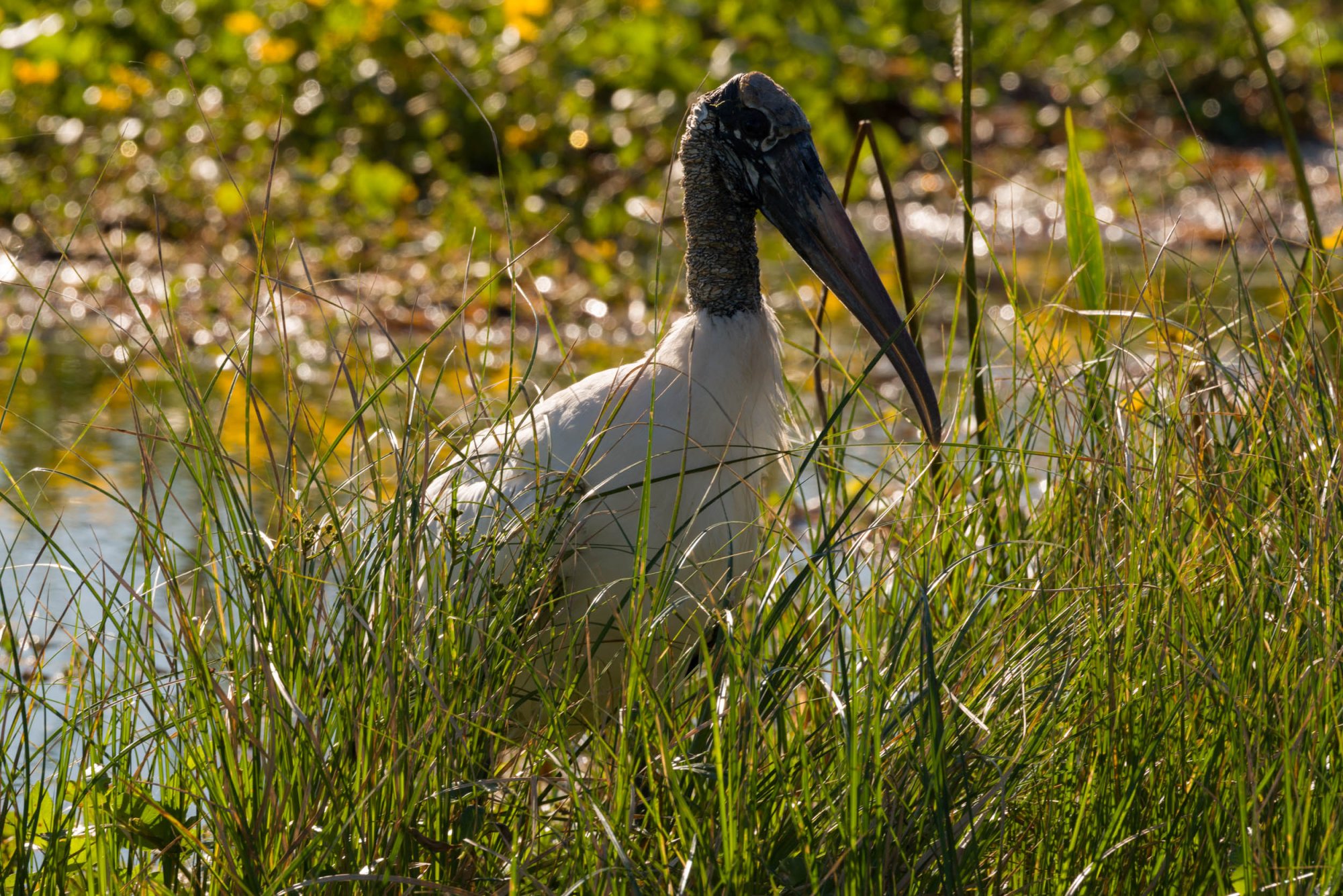 Wetlands Nov 24 - 2500px-9.jpg
