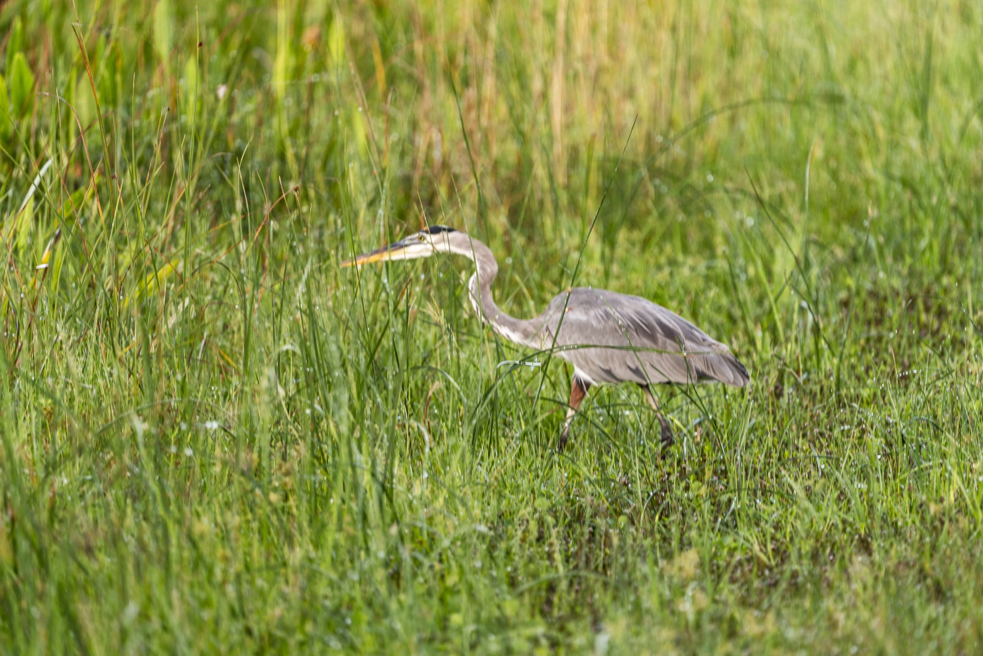 Wetlands Park - 2500px-11.JPG