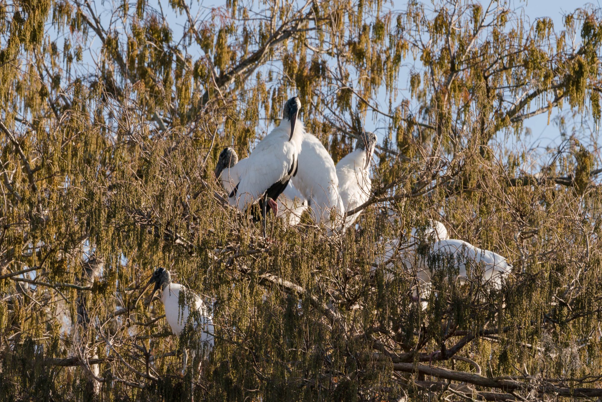 Wetlands Park - 2500px-12.jpg