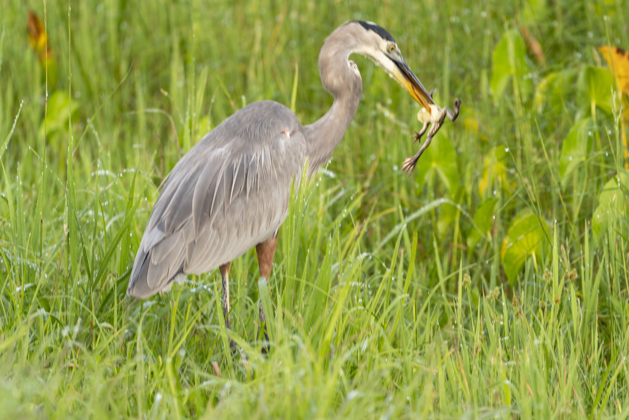 Wetlands Park - 2500px-16.JPG